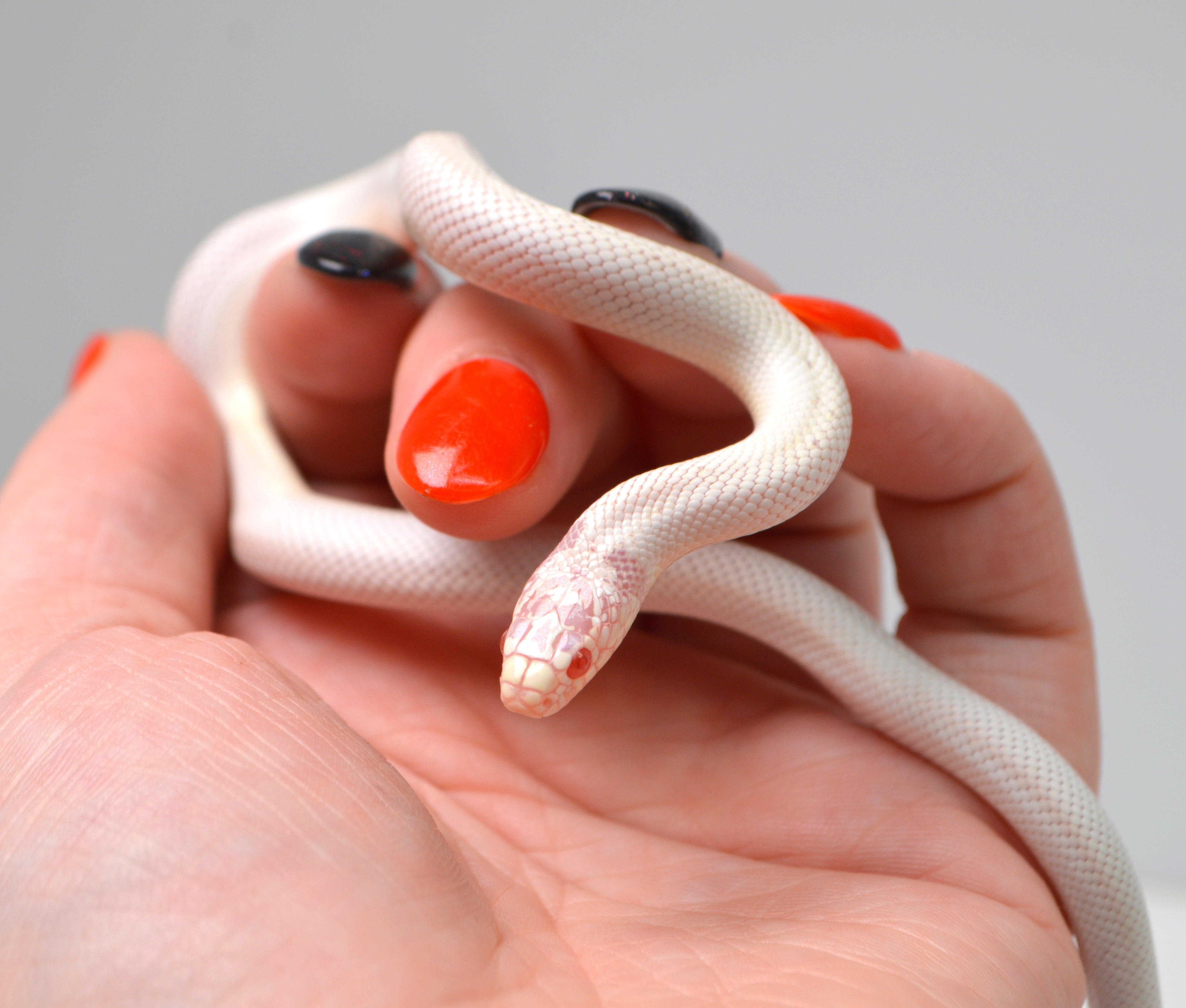 2024 Unsexed High White Albino California King Snake