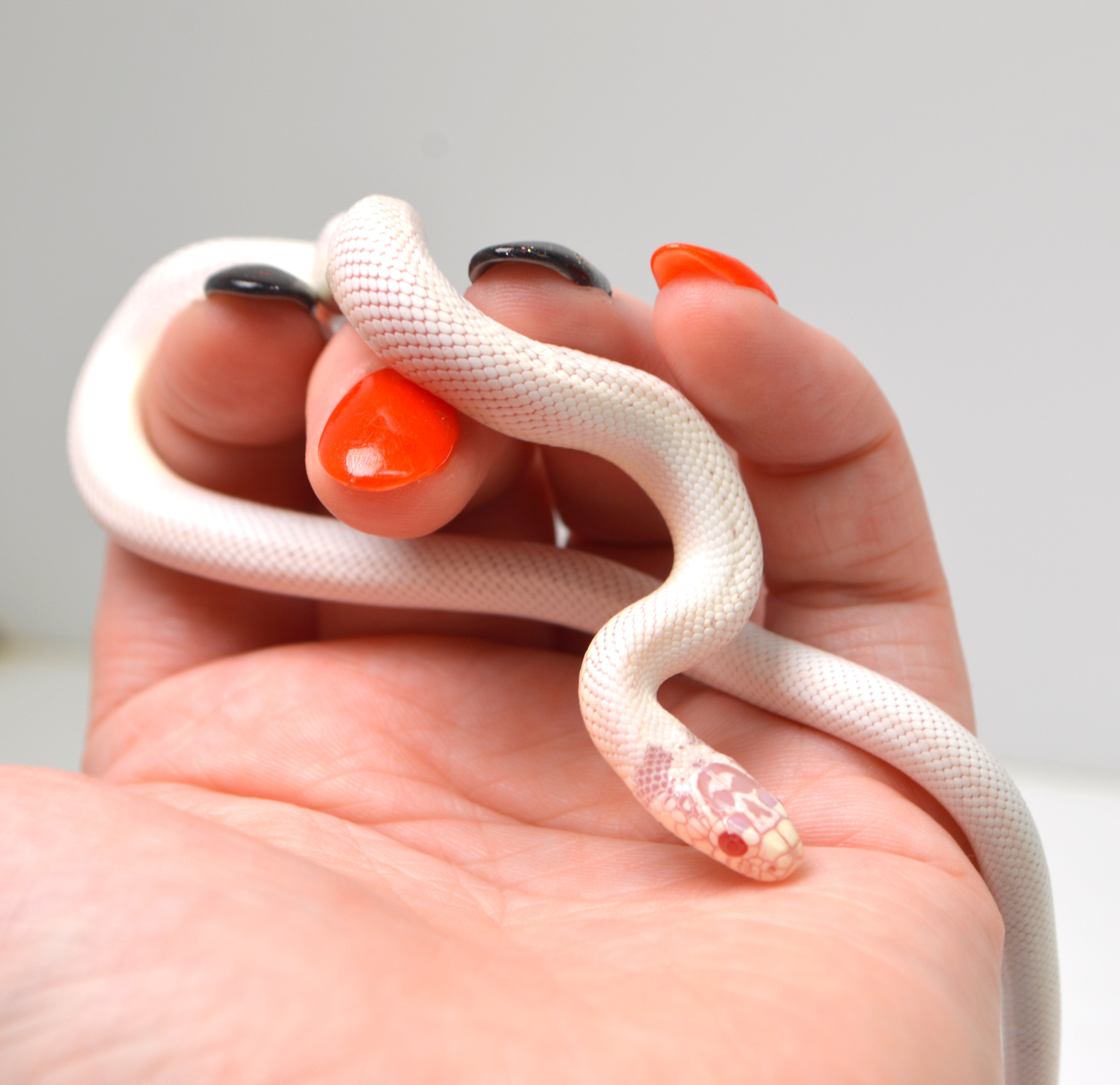 2024 Unsexed High White Albino California King Snake