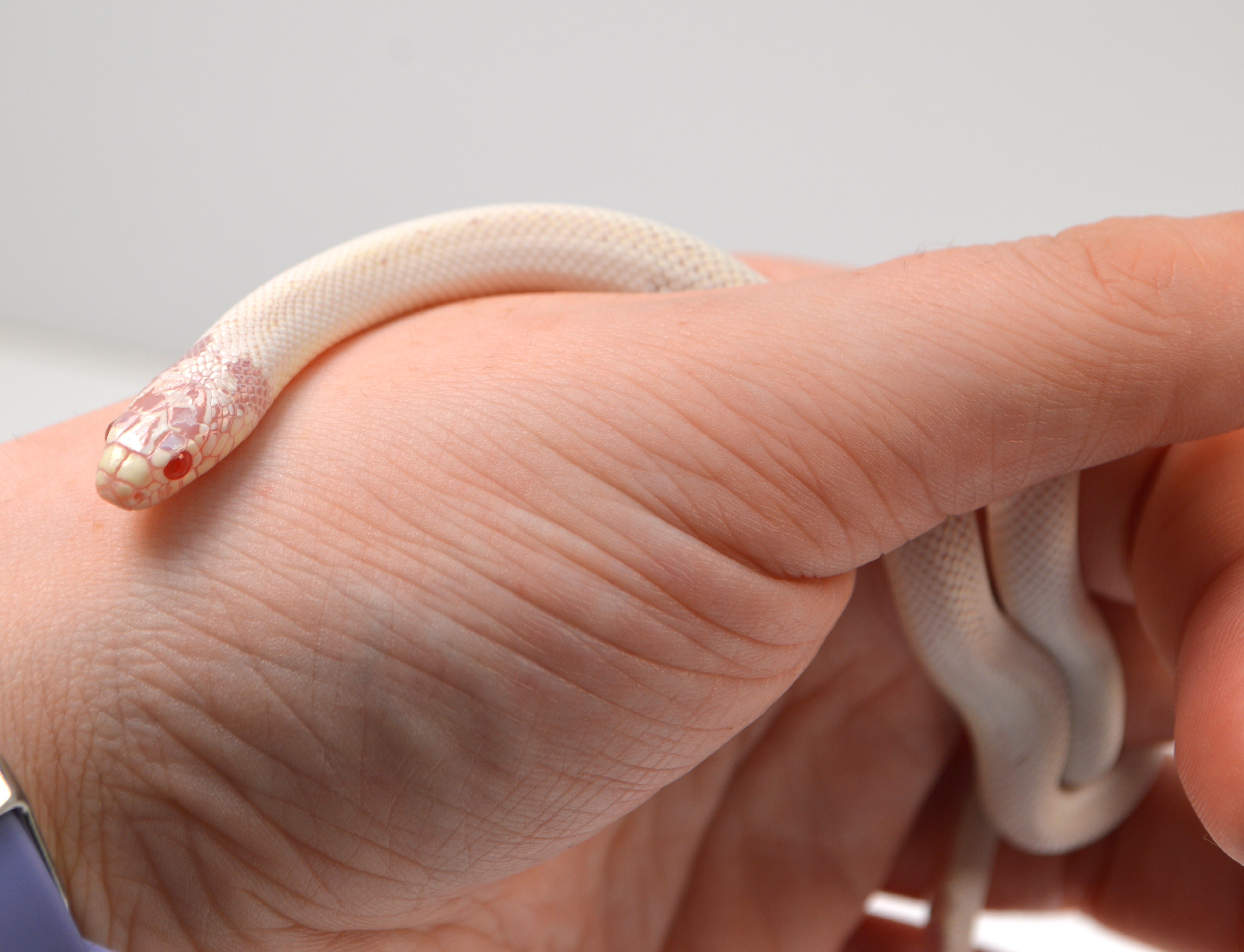 2024 Unsexed High White Albino California King Snake