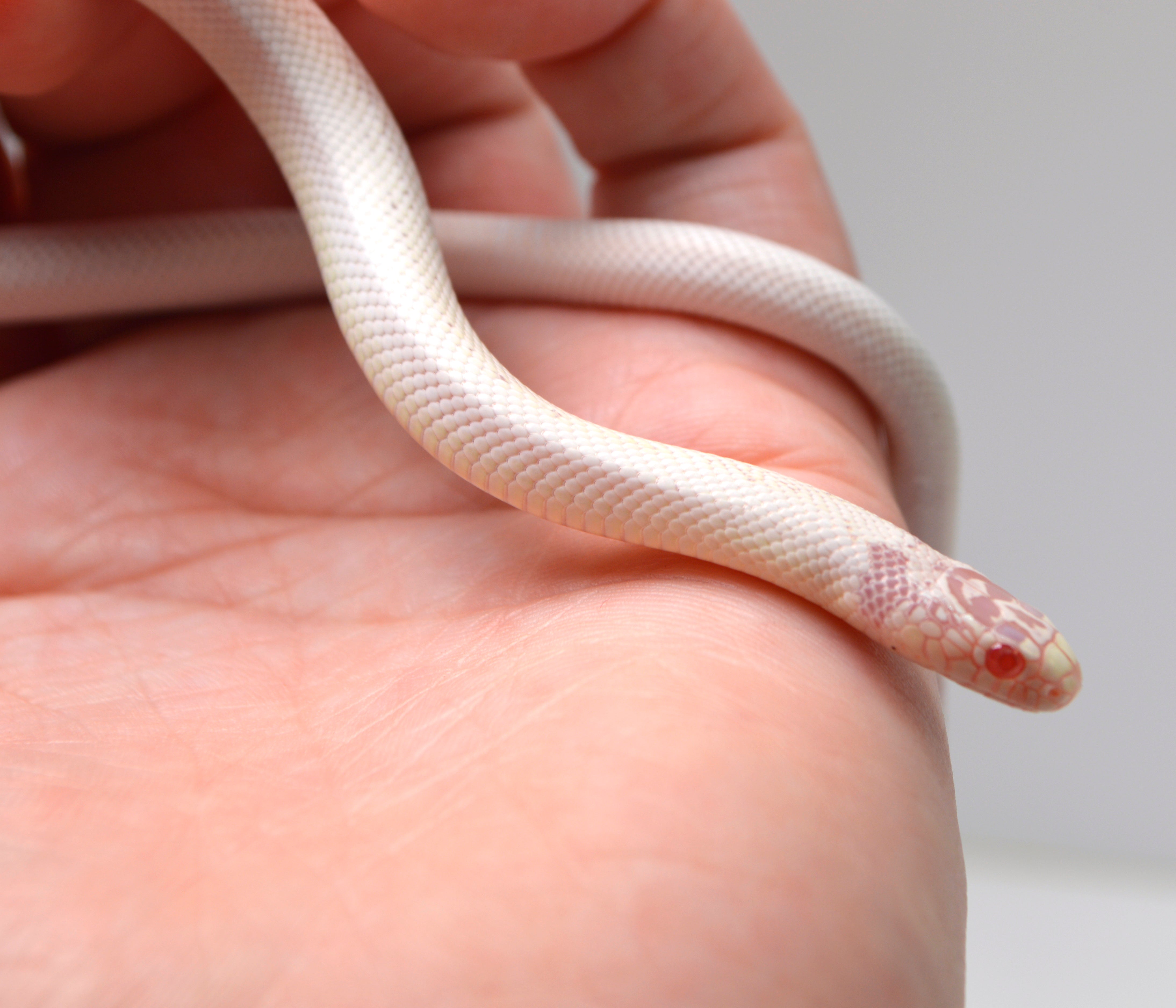 2024 Unsexed High White Albino California King Snake