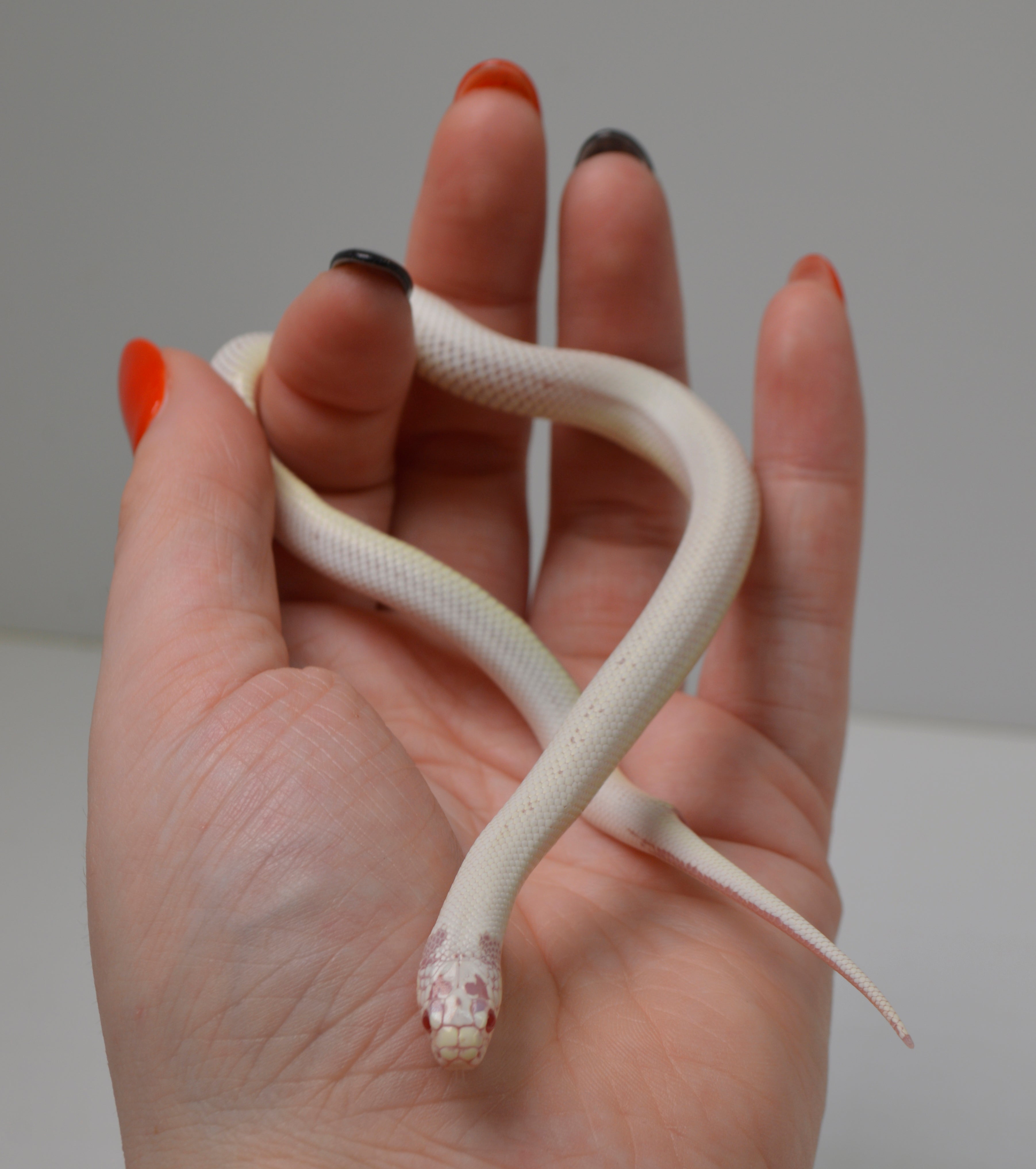 2024 Unsexed High White Albino California King Snake