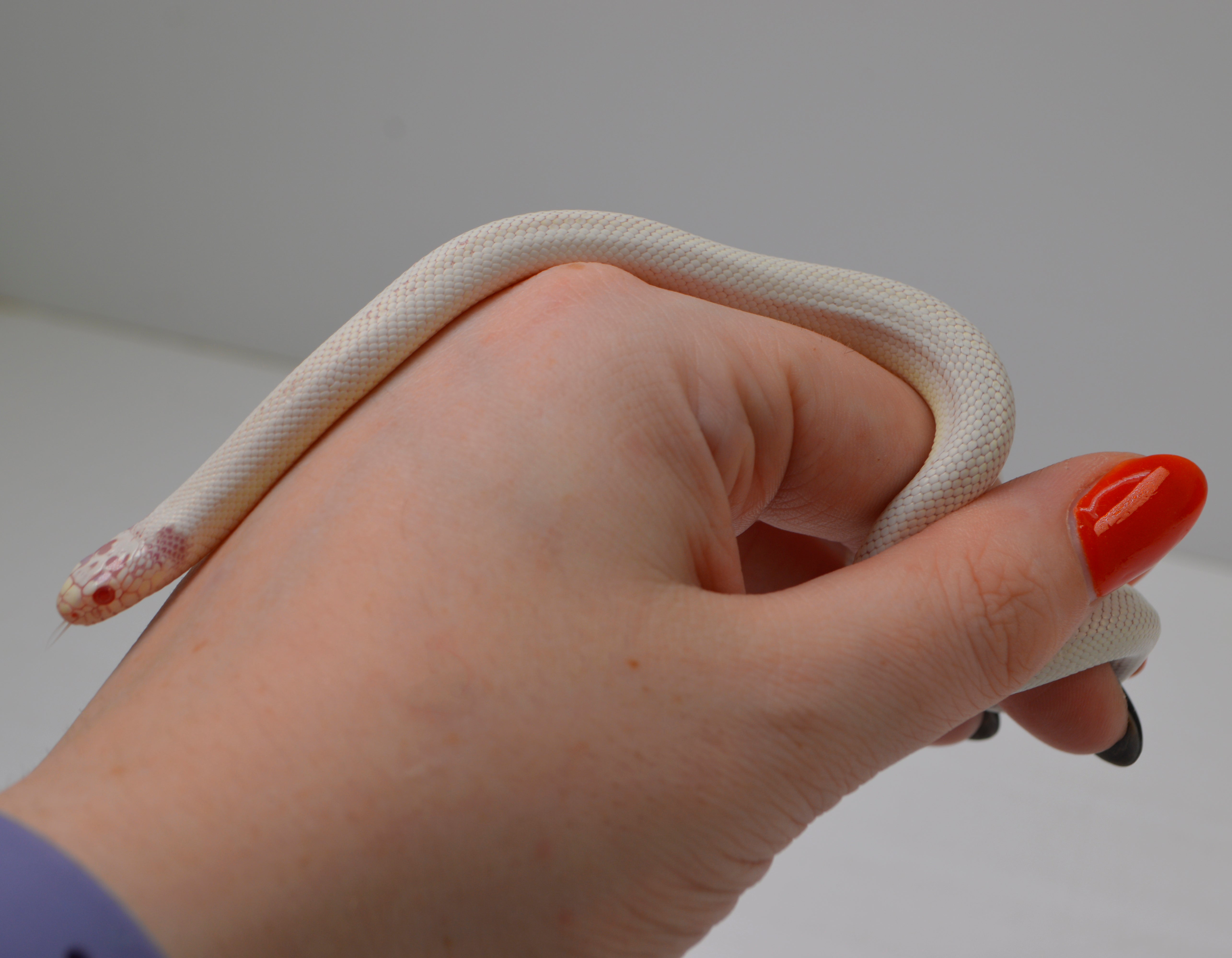 2024 Unsexed High White Albino California King Snake