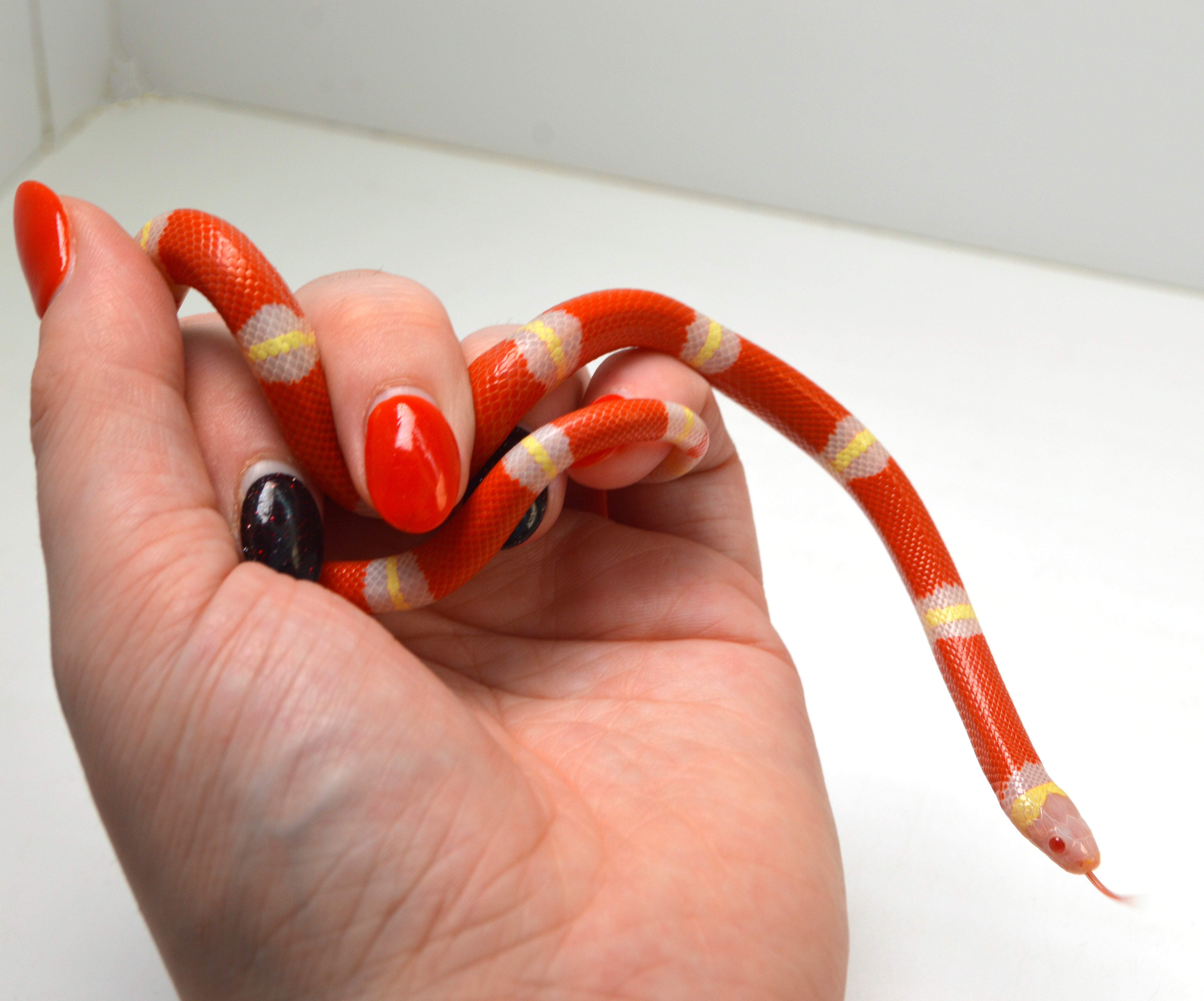 2024 Unsexed Albino Sinaloan Milk Snake