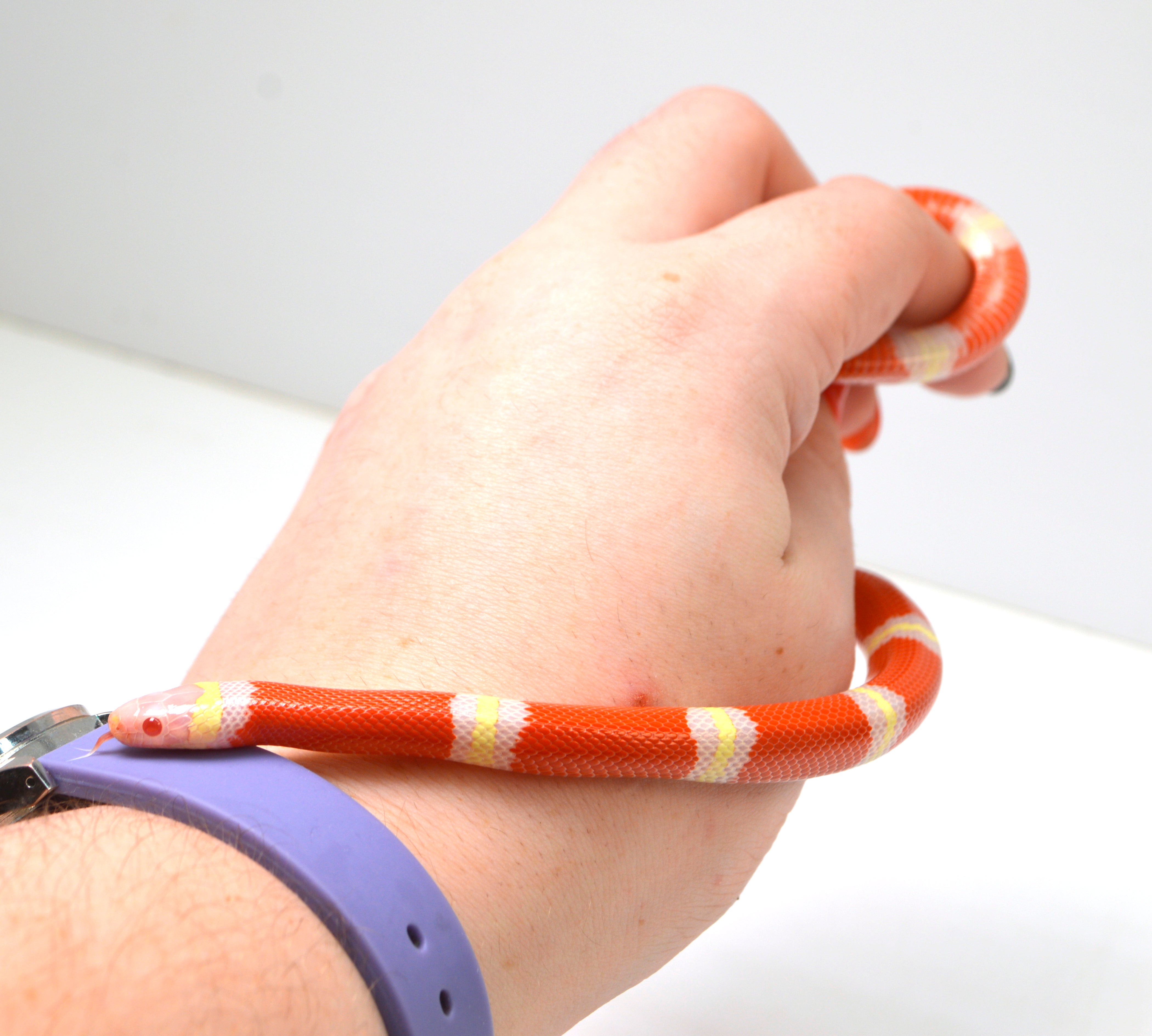 2024 Unsexed Albino Sinaloan Milk Snake