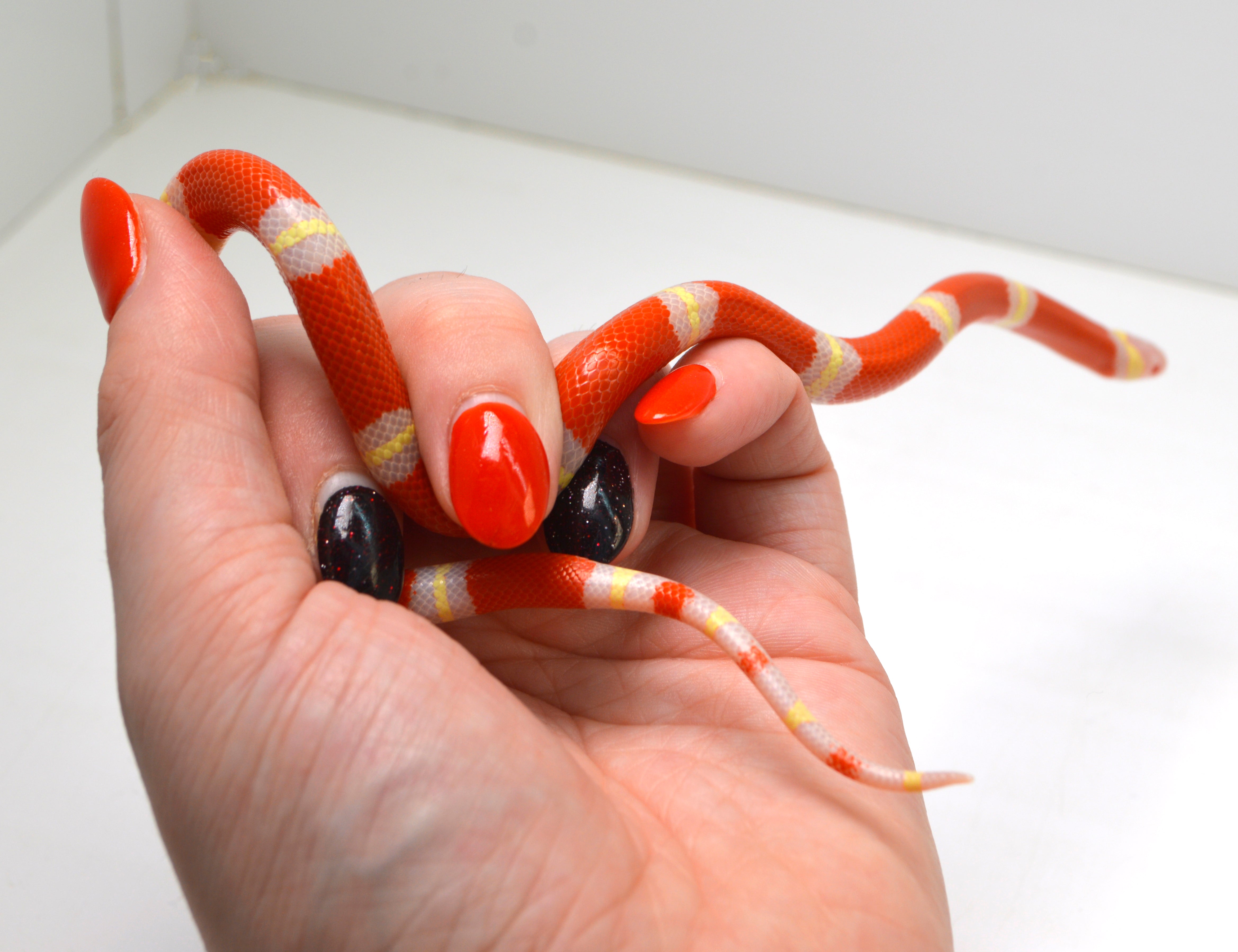 2024 Unsexed Albino Sinaloan Milk Snake