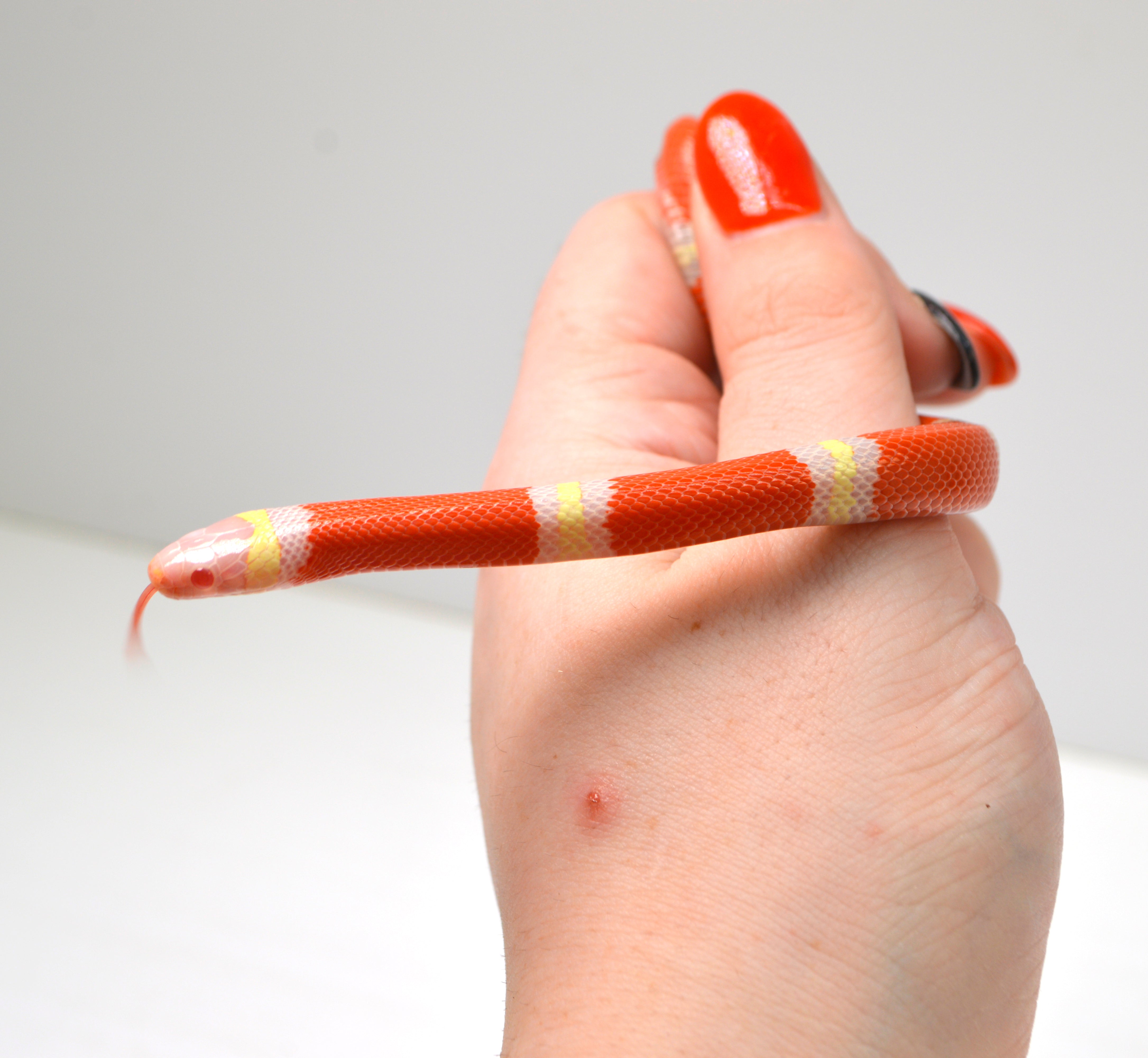 2024 Unsexed Albino Sinaloan Milk Snake