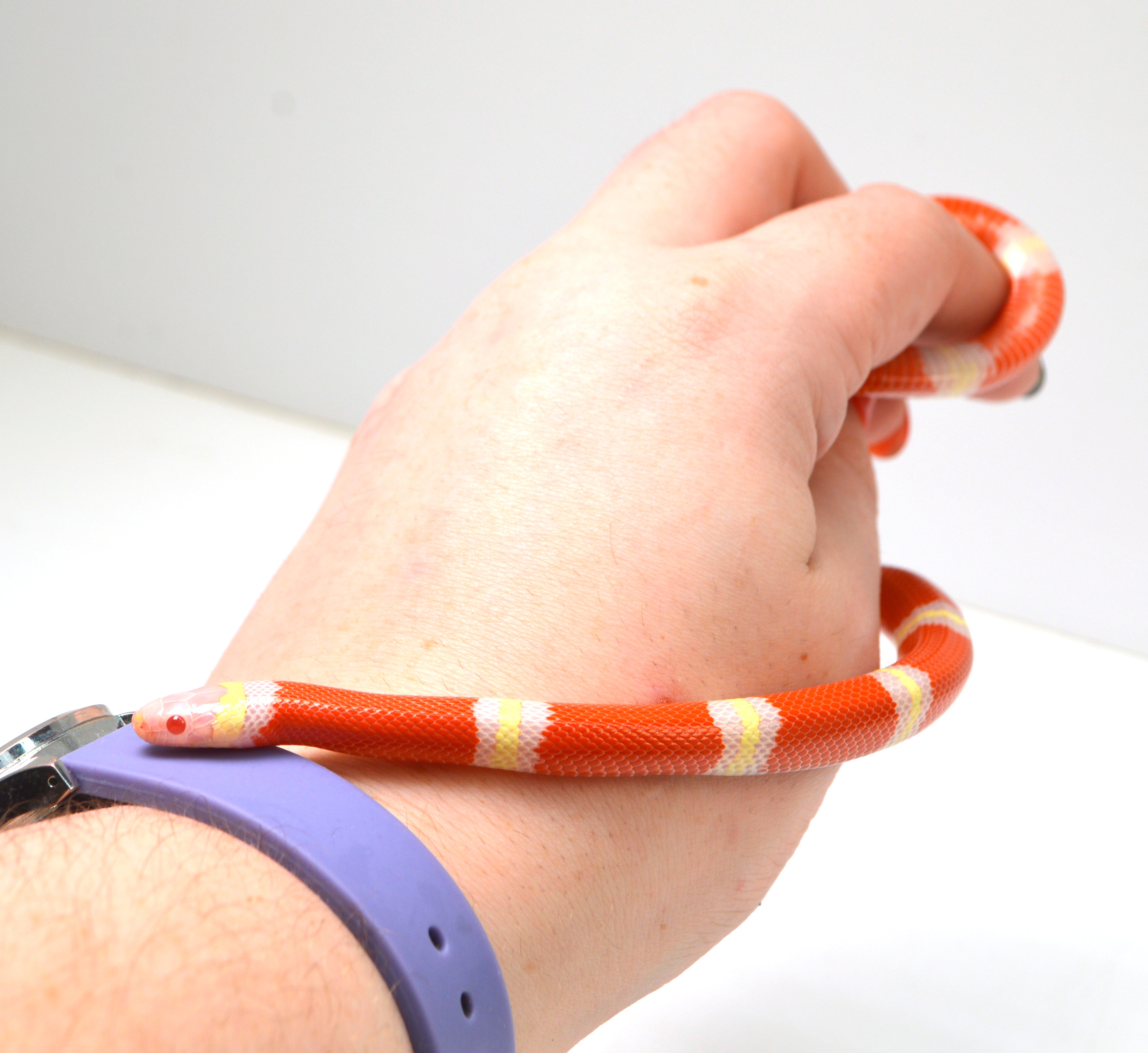 2024 Unsexed Albino Sinaloan Milk Snake