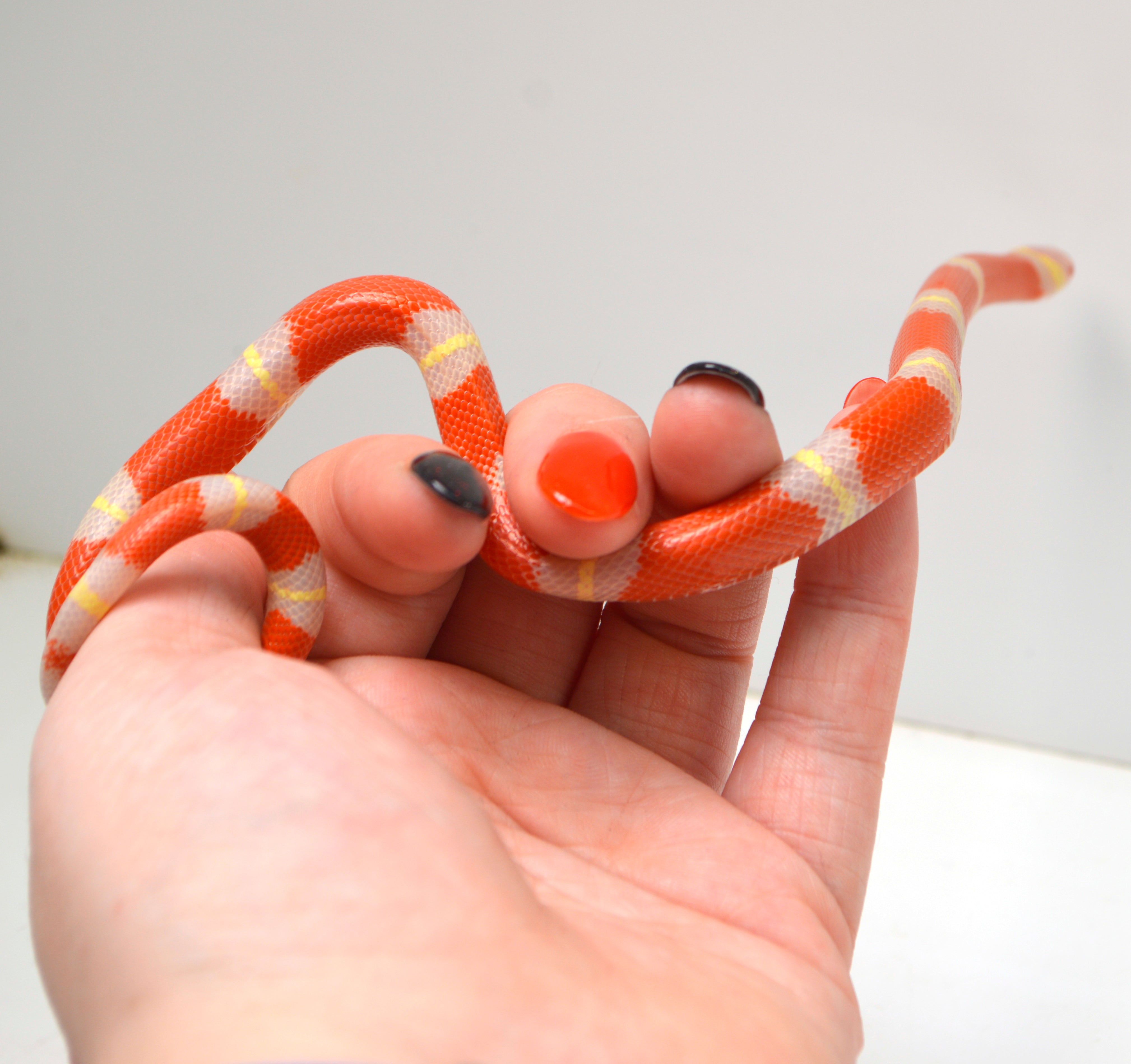 2024 Unsexed Albino Sinaloan Milk Snake