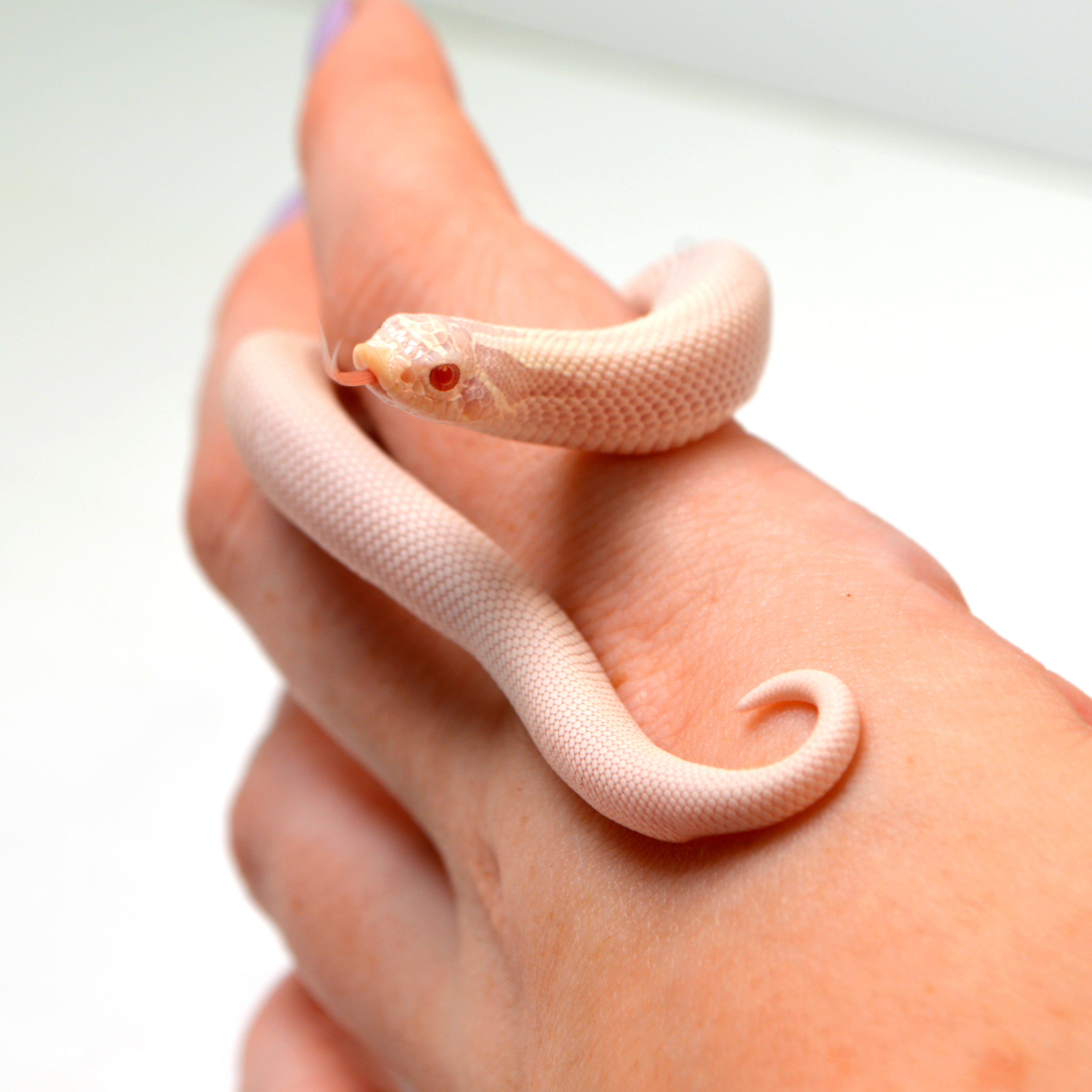 2024 Female Super Yeti Western Hognose (Heterodon nasicus)