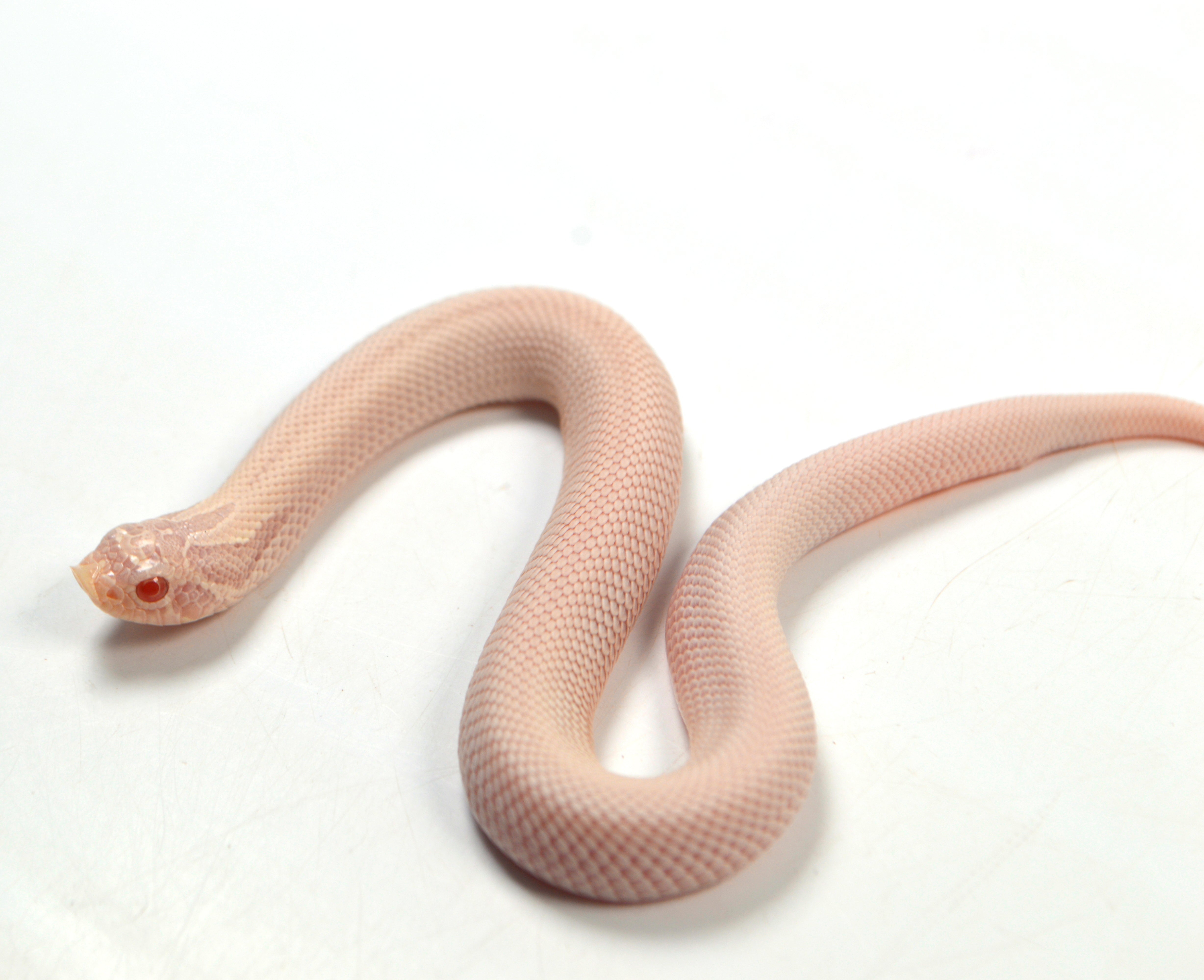 2024 Female Super Yeti Western Hognose (Heterodon nasicus)
