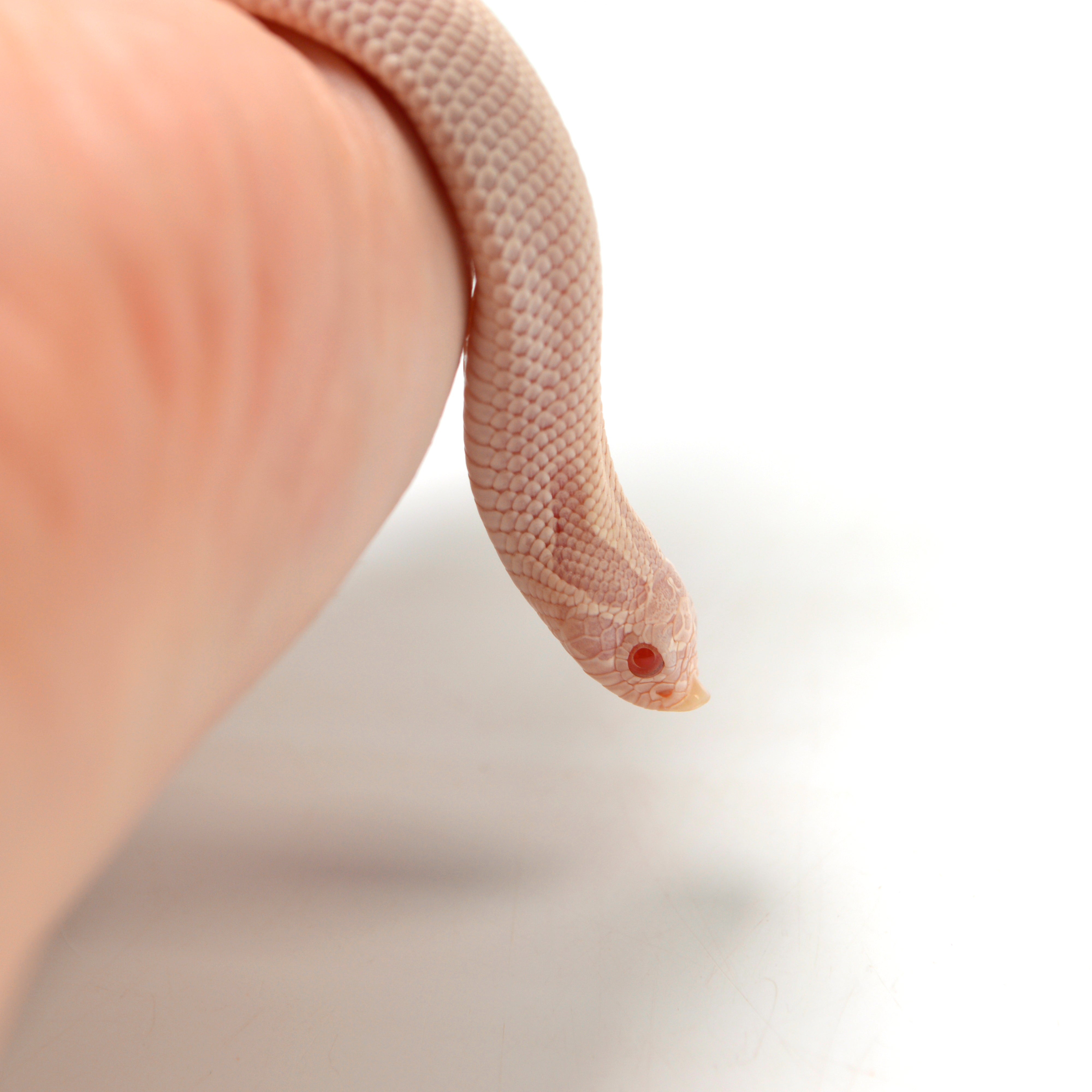 2024 Female Super Yeti Western Hognose (Heterodon nasicus)