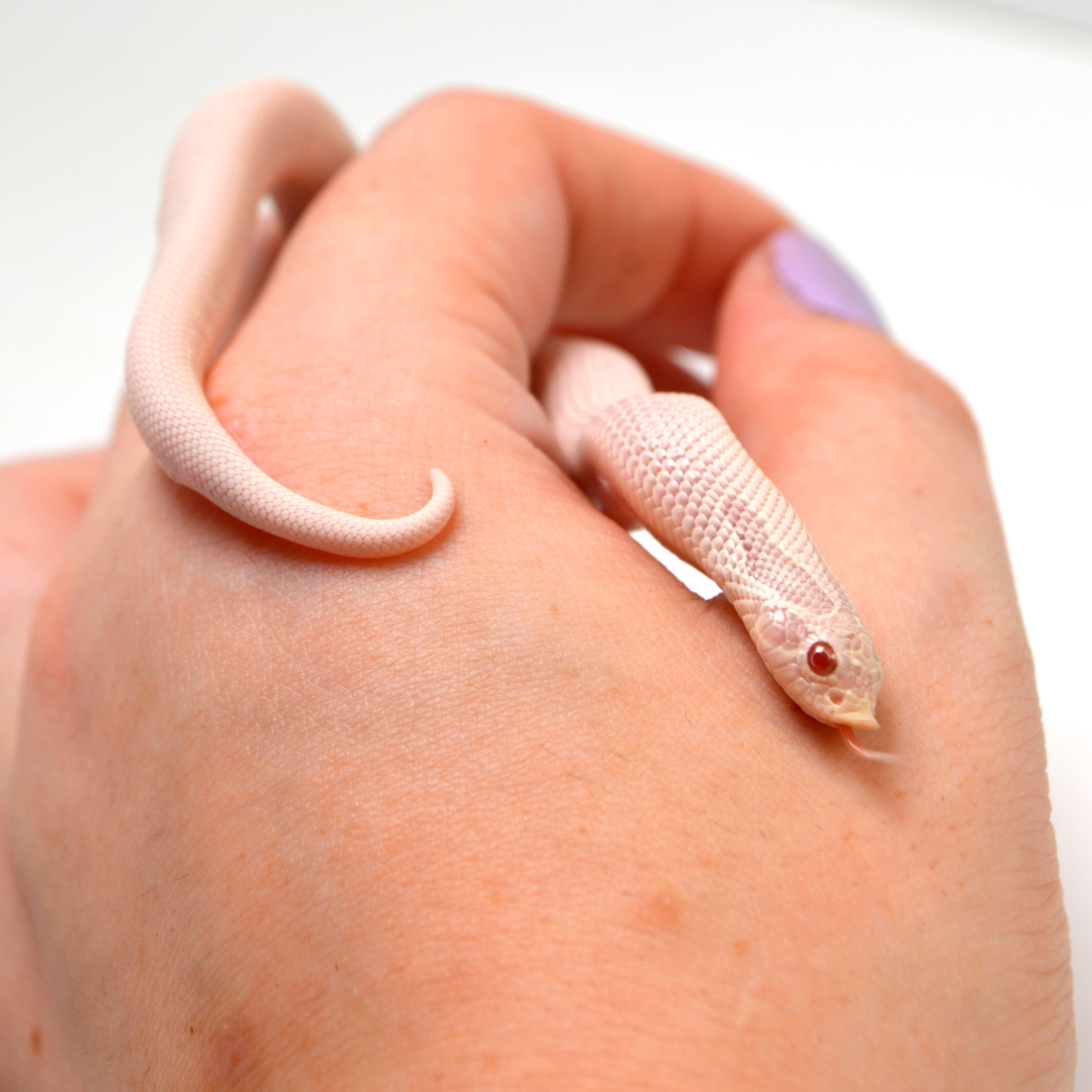 2024 Female Super Yeti Western Hognose (Heterodon nasicus)