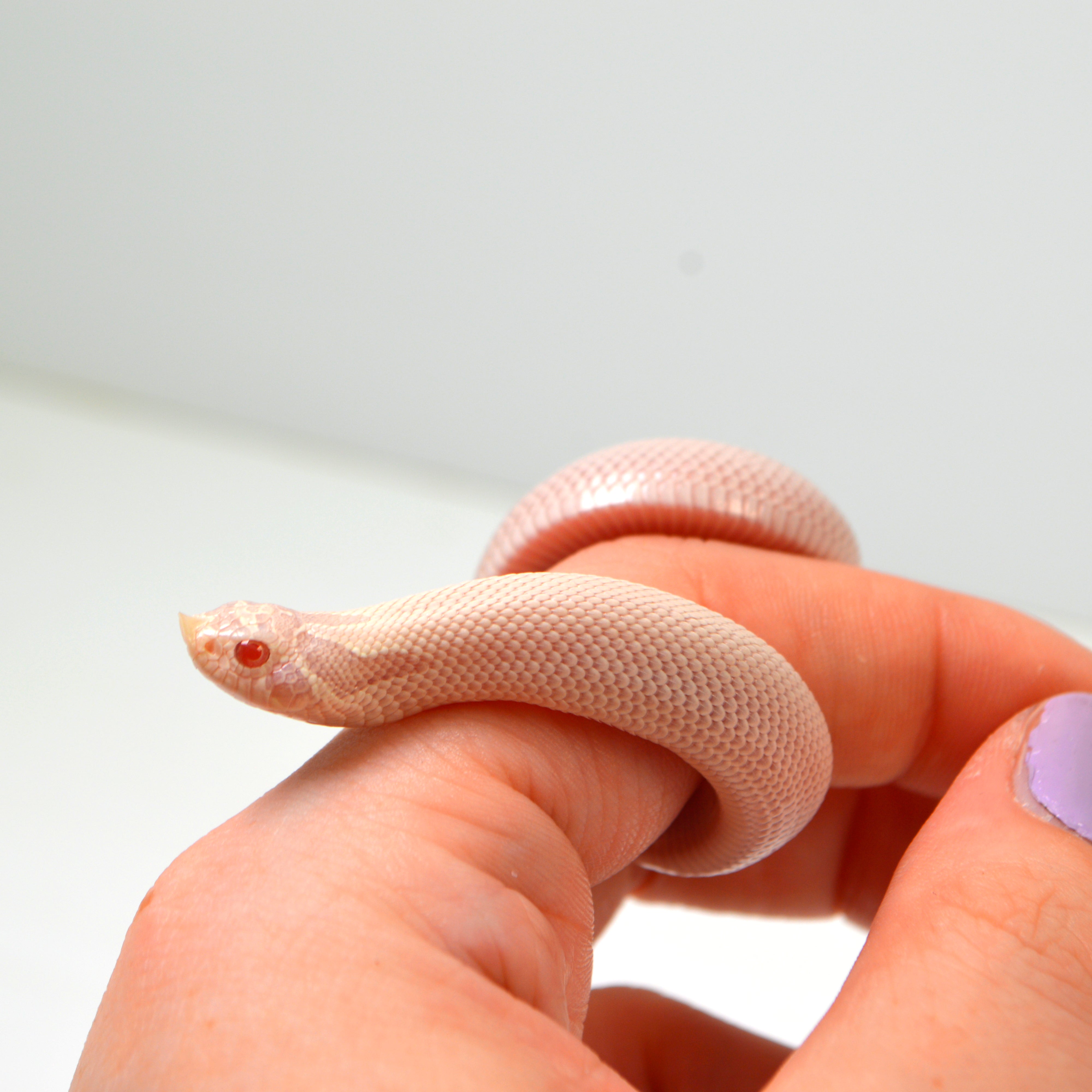 2024 Female Super Yeti Western Hognose (Heterodon nasicus)