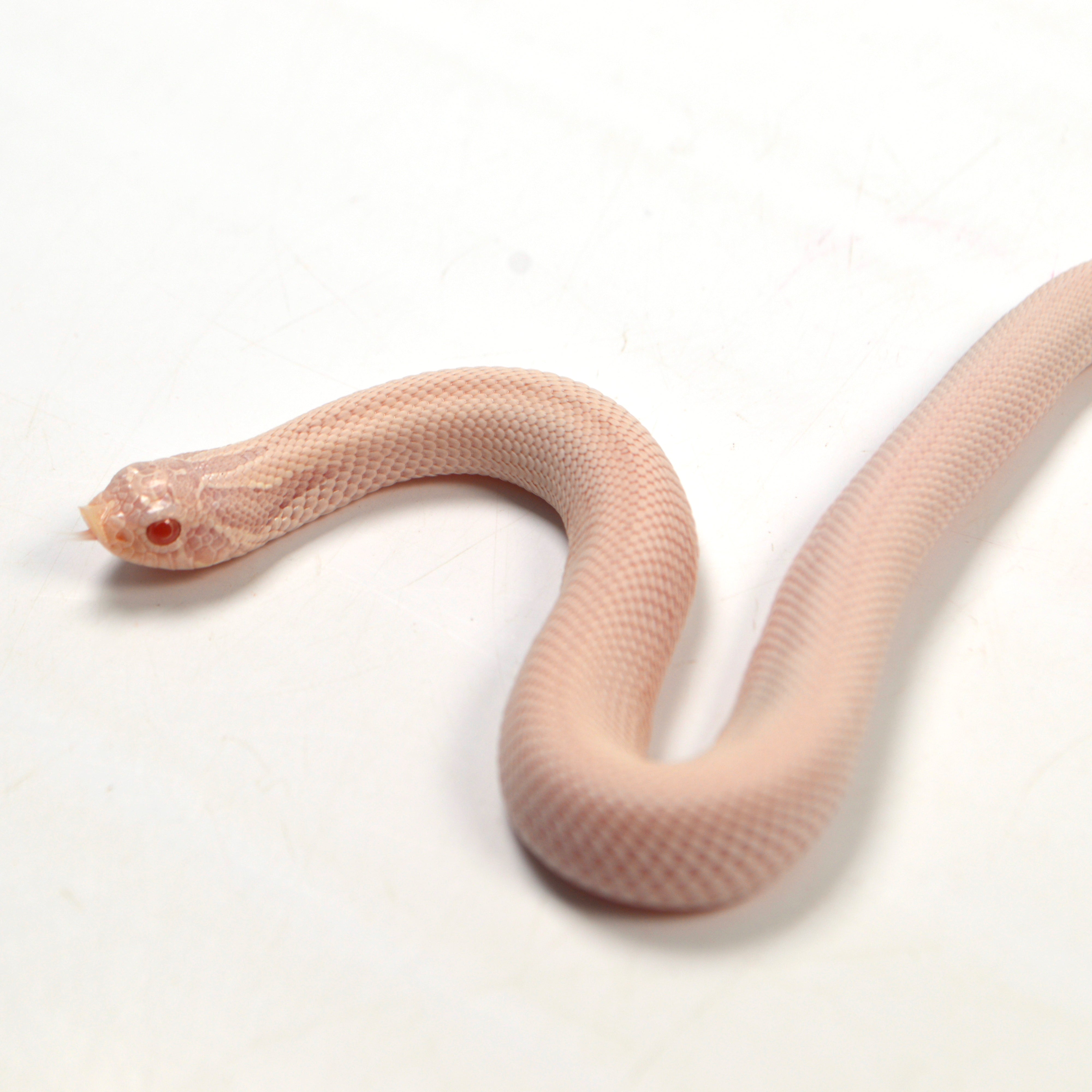 2024 Female Super Yeti Western Hognose (Heterodon nasicus)