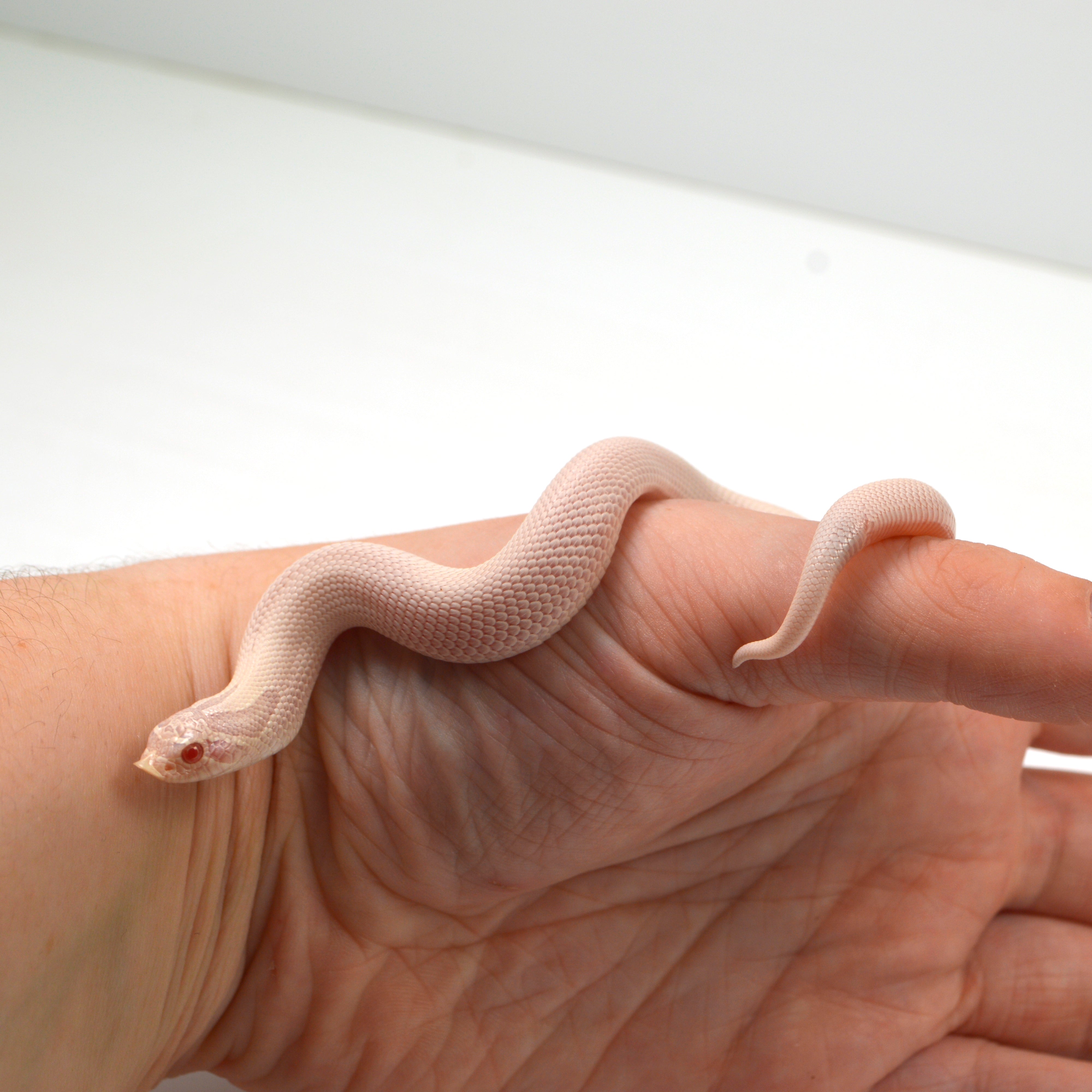 2024 Female Super Yeti Western Hognose (Heterodon nasicus)