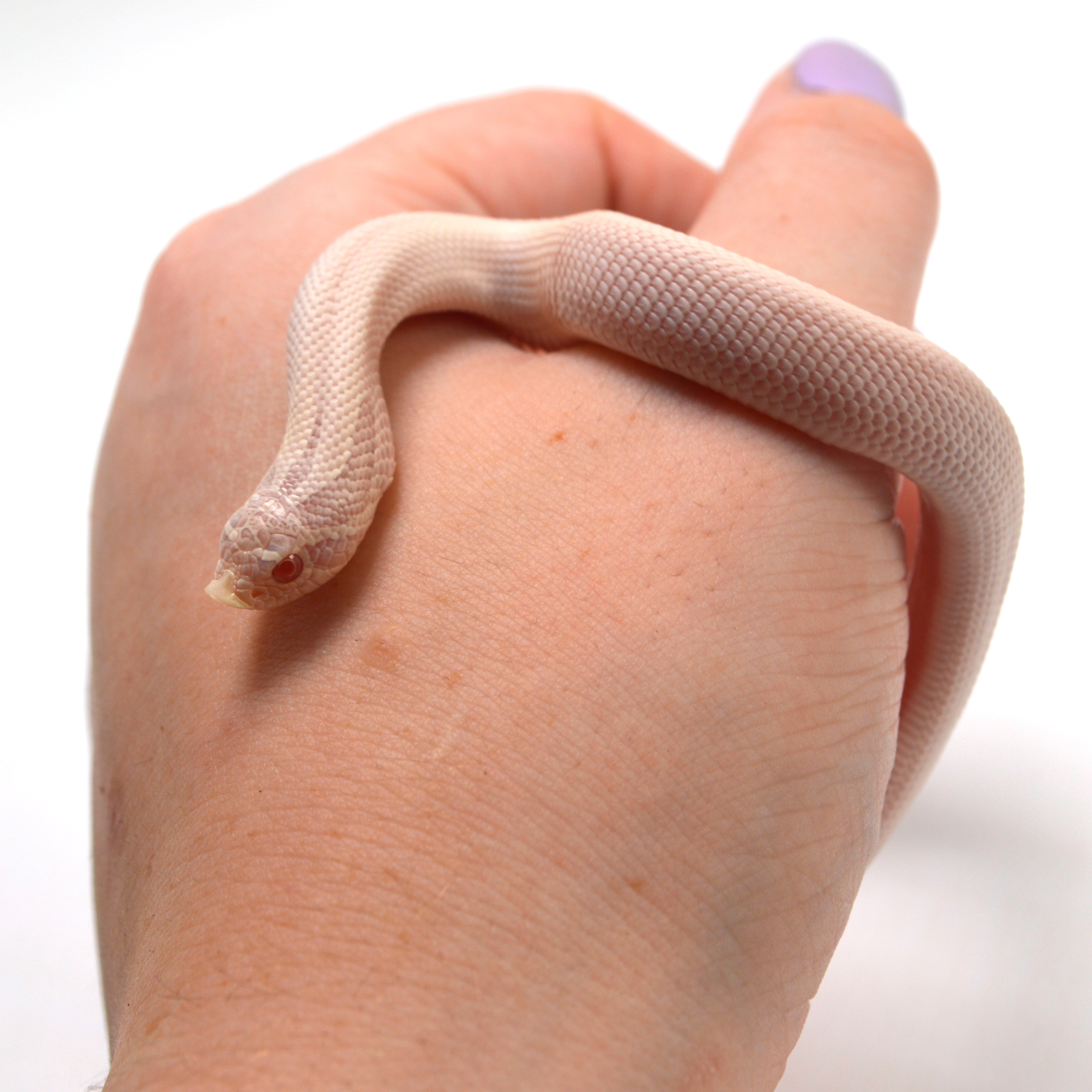 2024 Female Super Yeti Western Hognose (Heterodon nasicus)