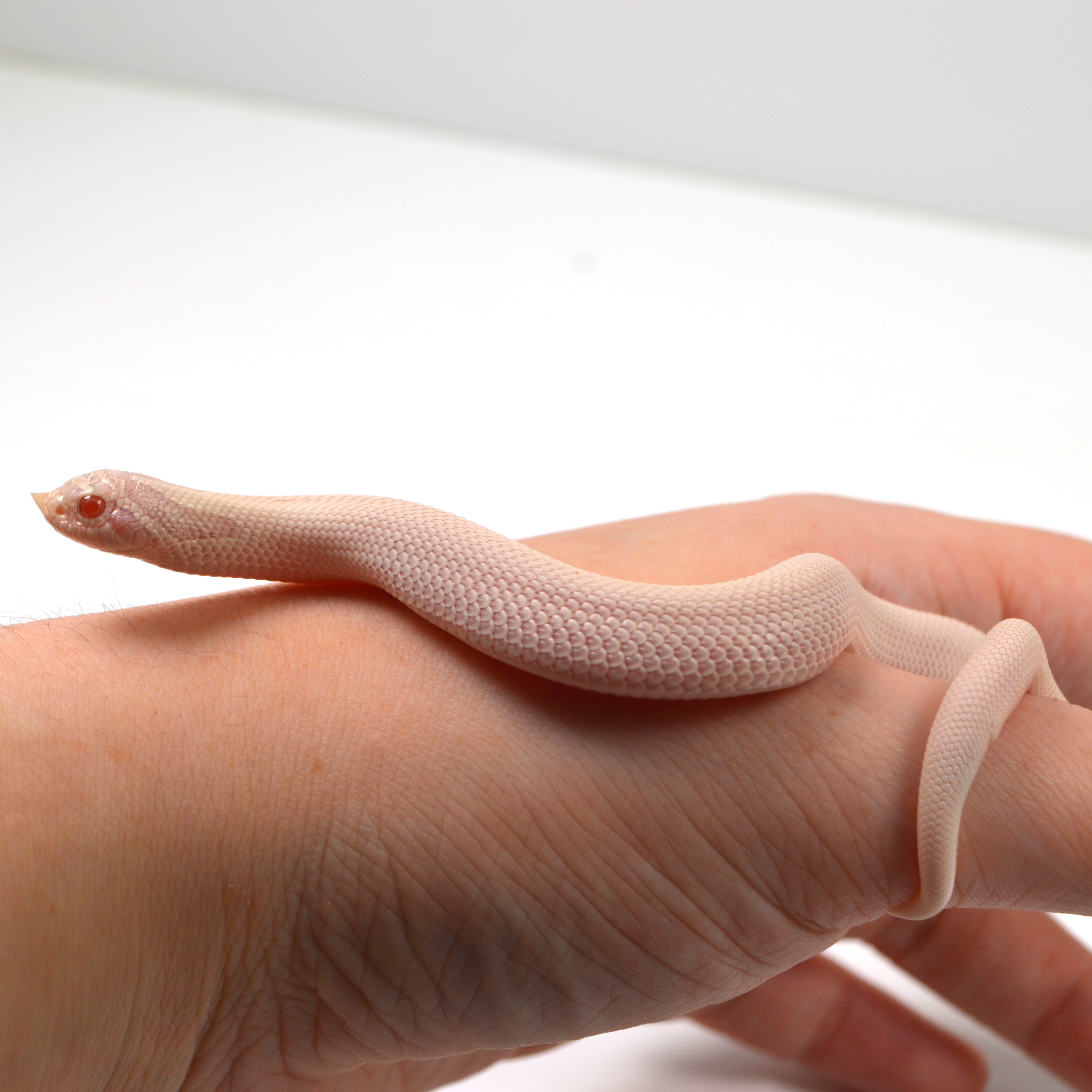 2024 Female Super Yeti Western Hognose (Heterodon nasicus)