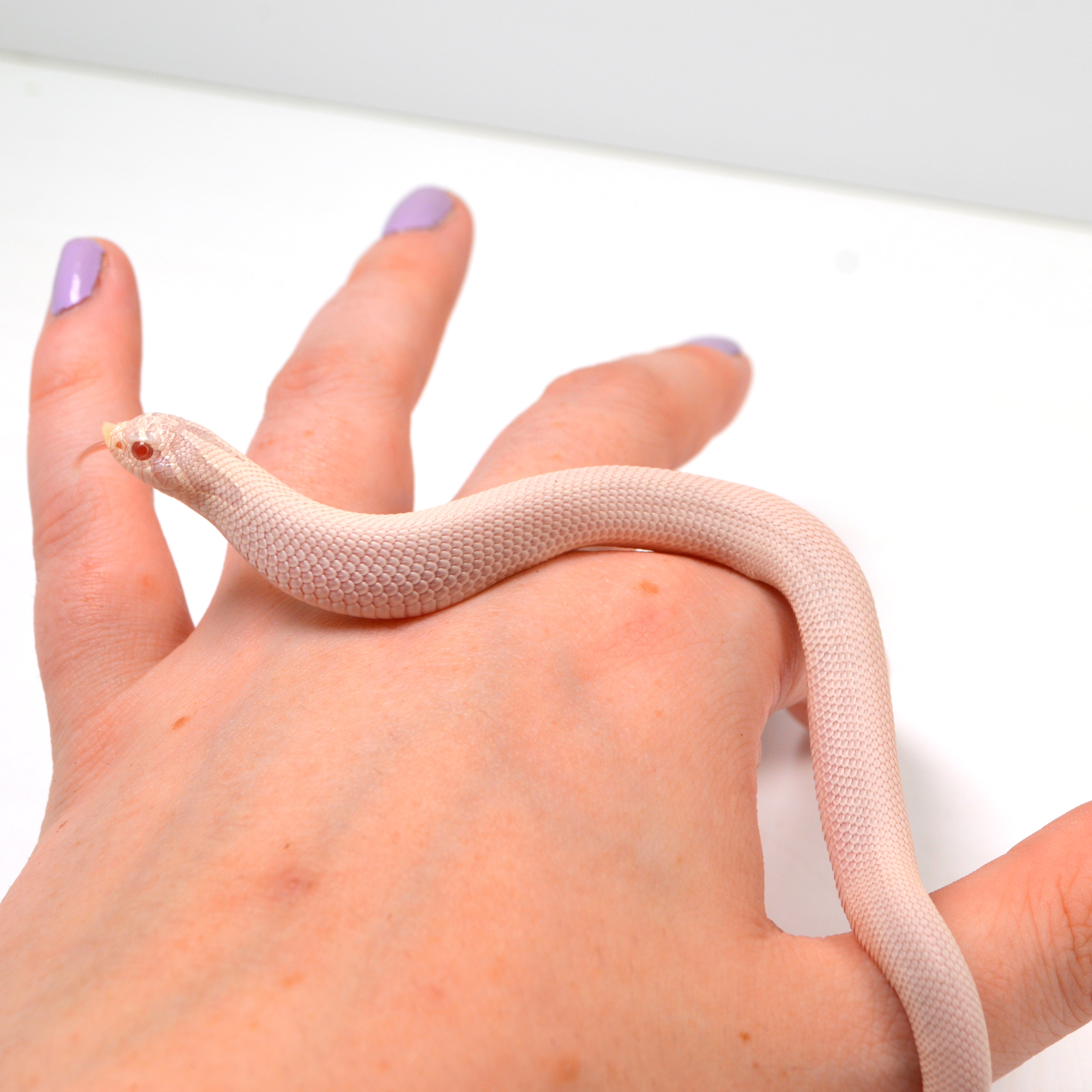 2024 Female Super Yeti Western Hognose (Heterodon nasicus)