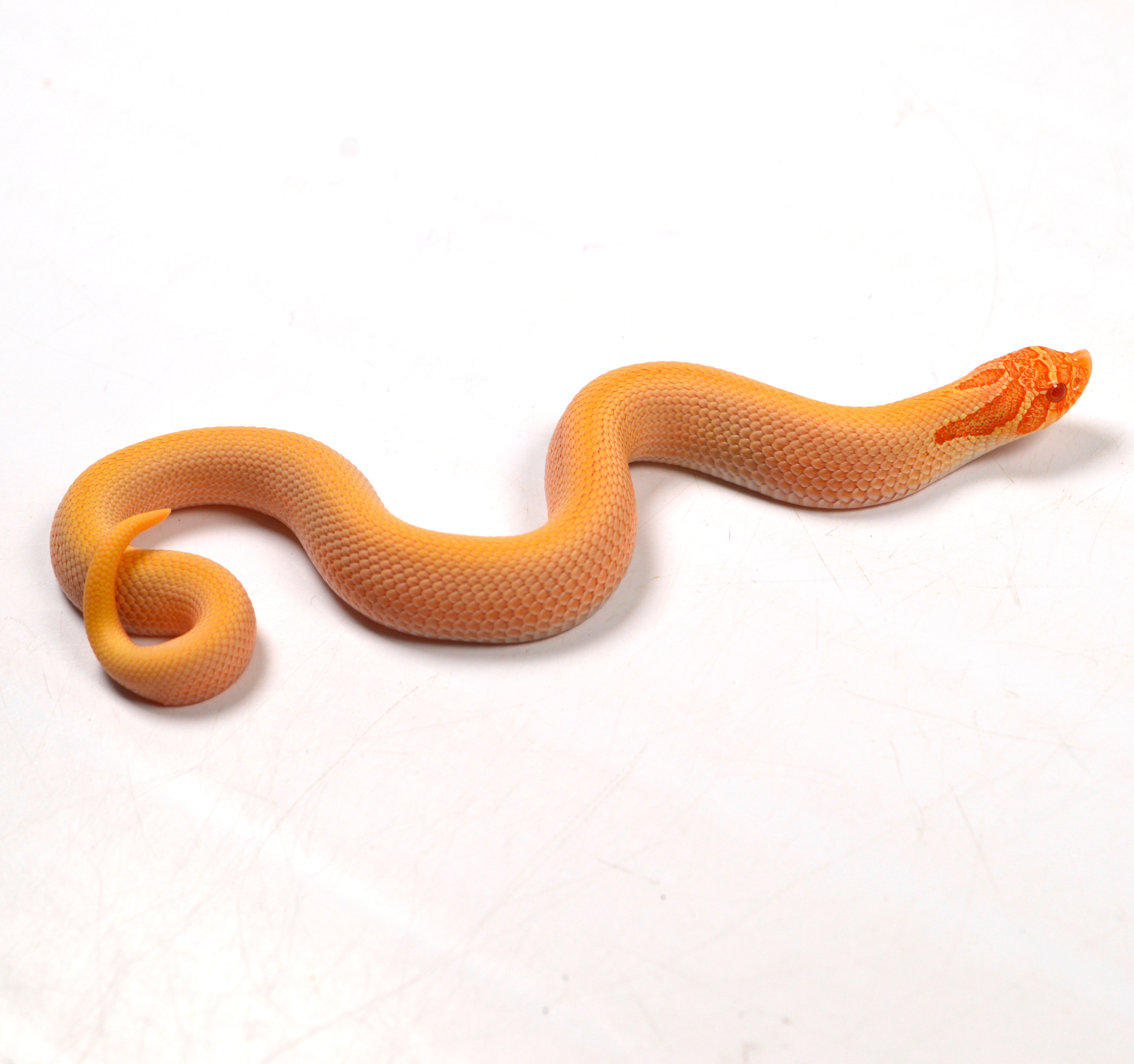 2024 Female Albino Super Conda Het Snow Western Hognose (Heterodon nasicus)