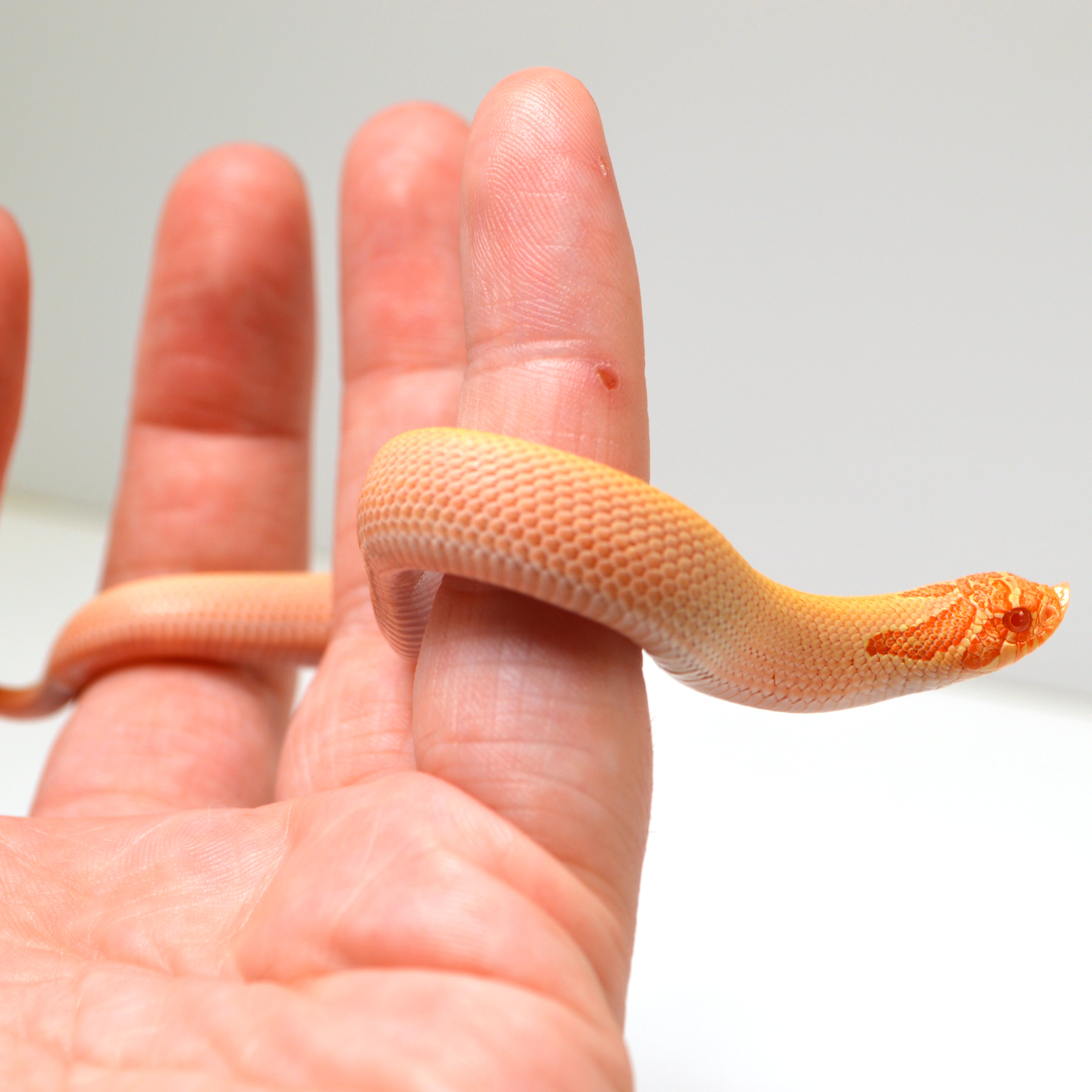 2024 Female Albino Super Conda Het Snow Western Hognose (Heterodon nasicus)