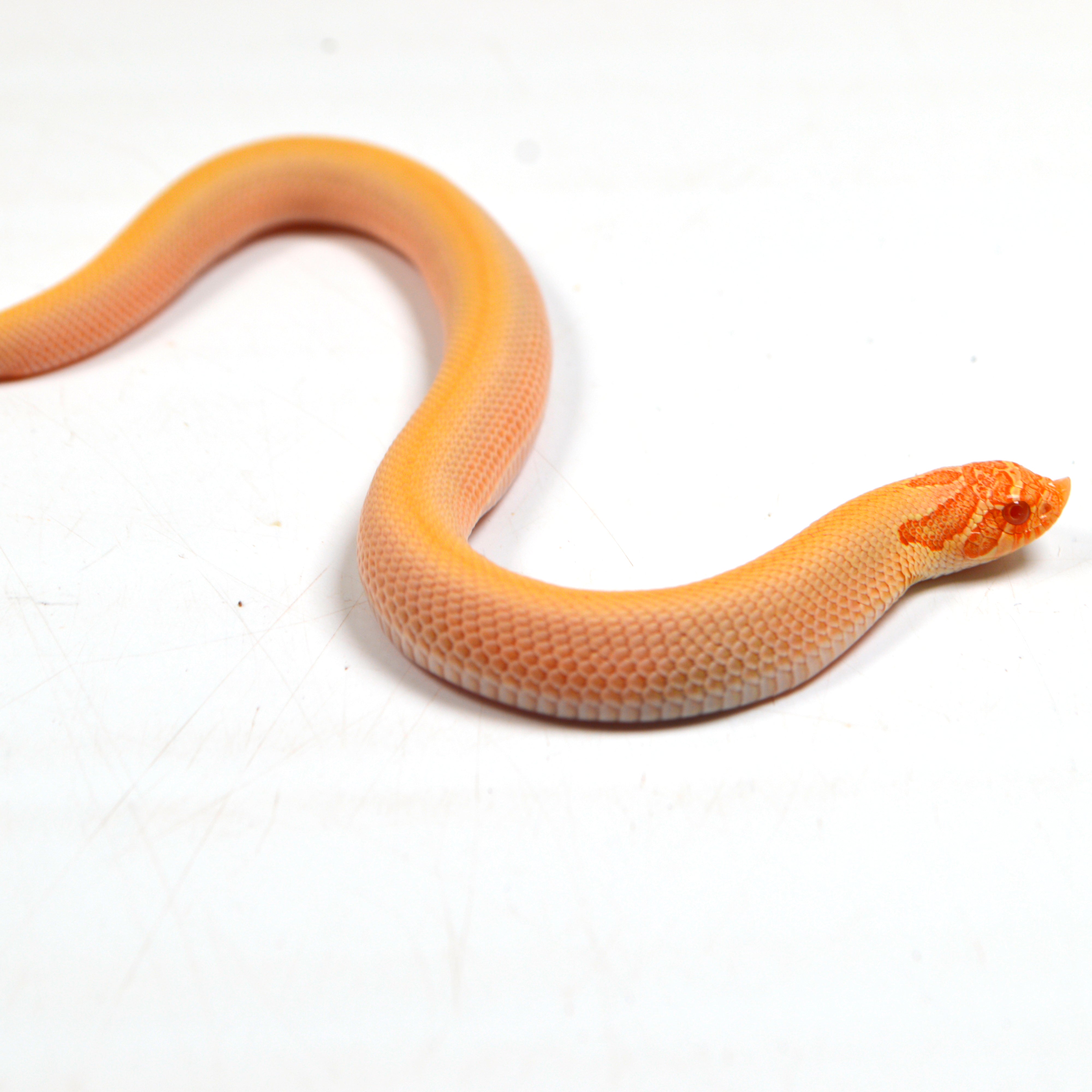 2024 Female Albino Super Conda Het Snow Western Hognose (Heterodon nasicus)