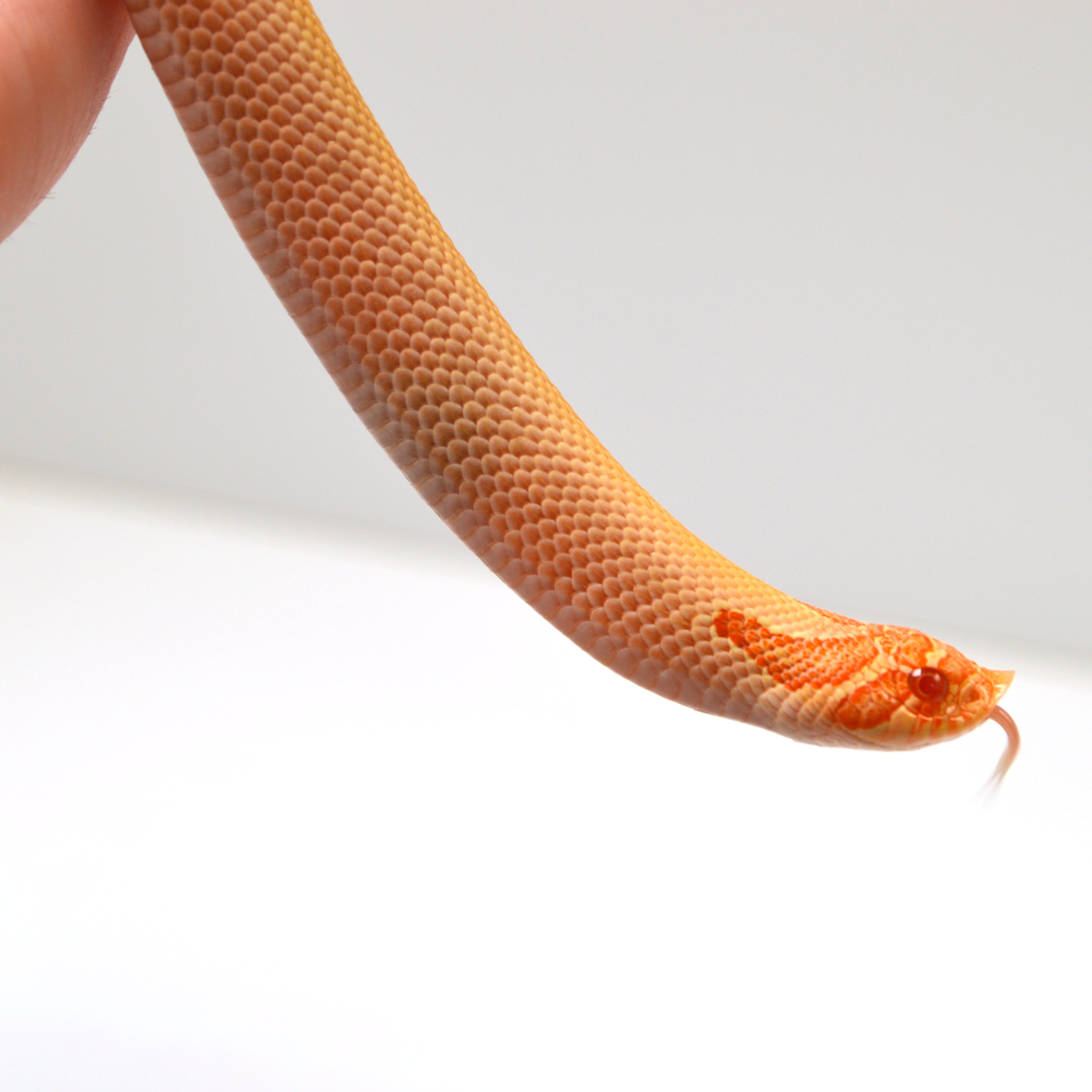 2024 Female Albino Super Conda Het Snow Western Hognose (Heterodon nasicus)