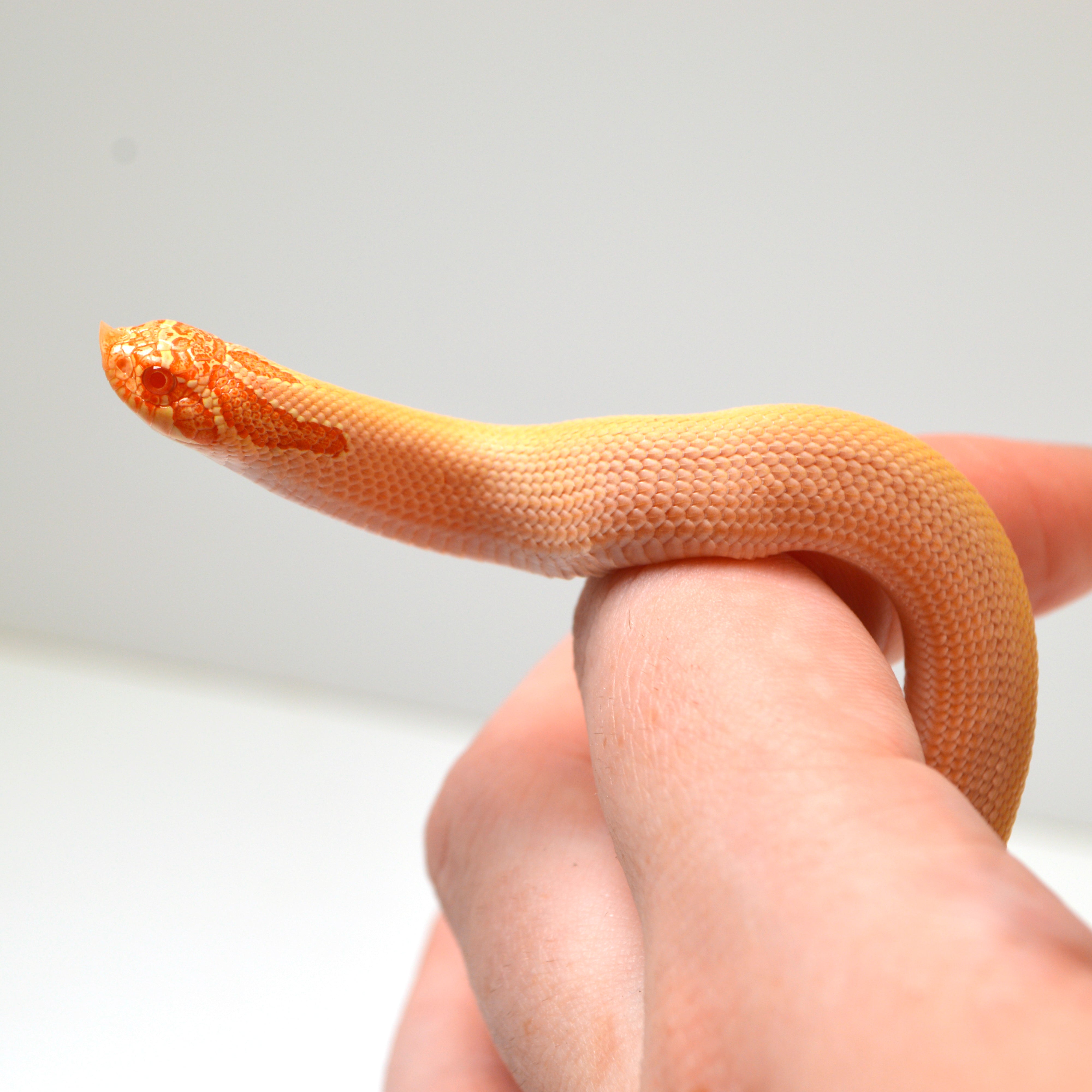 2024 Female Albino Super Conda Het Snow Western Hognose (Heterodon nasicus)
