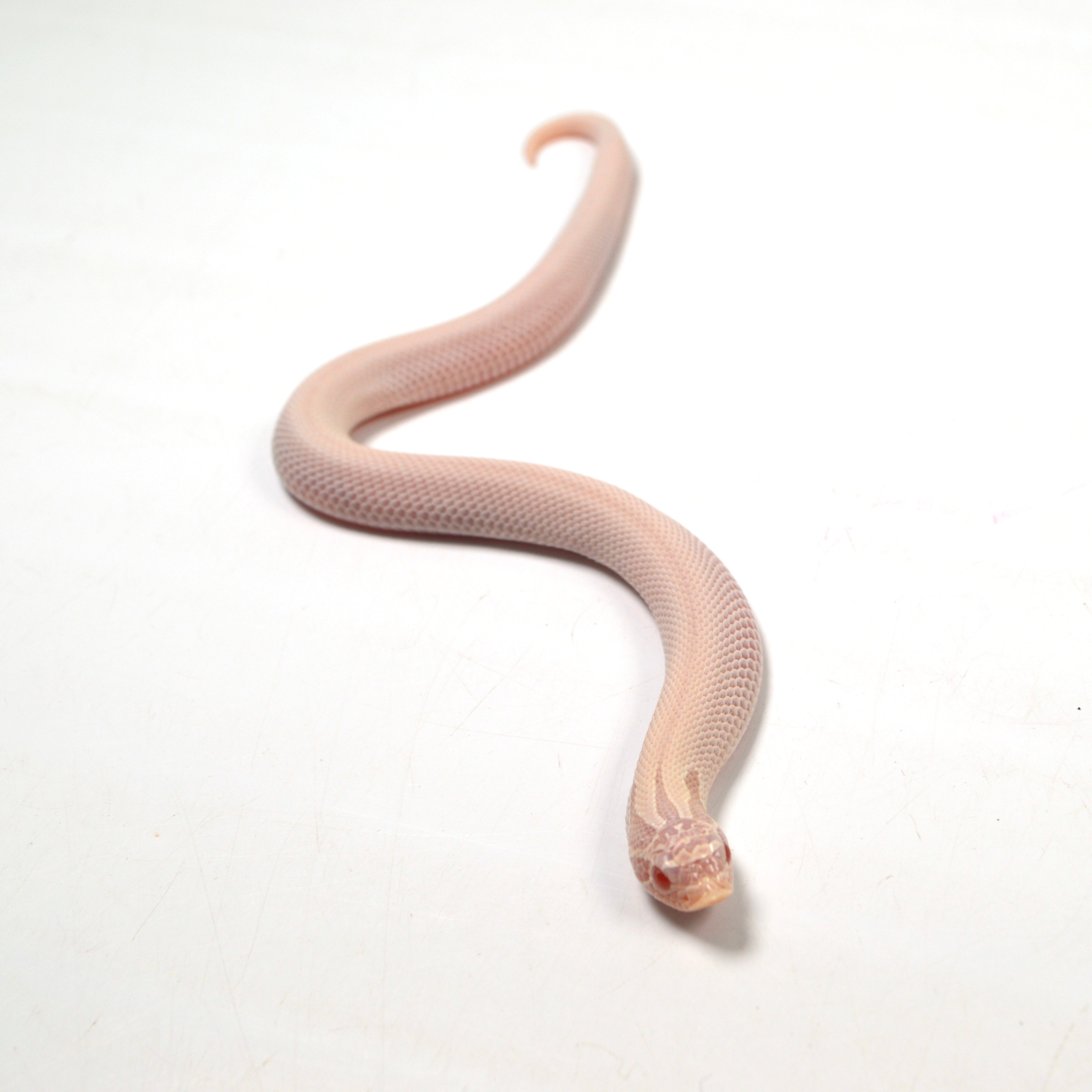 2024 Female Super Yeti Western Hognose (Heterodon nasicus)