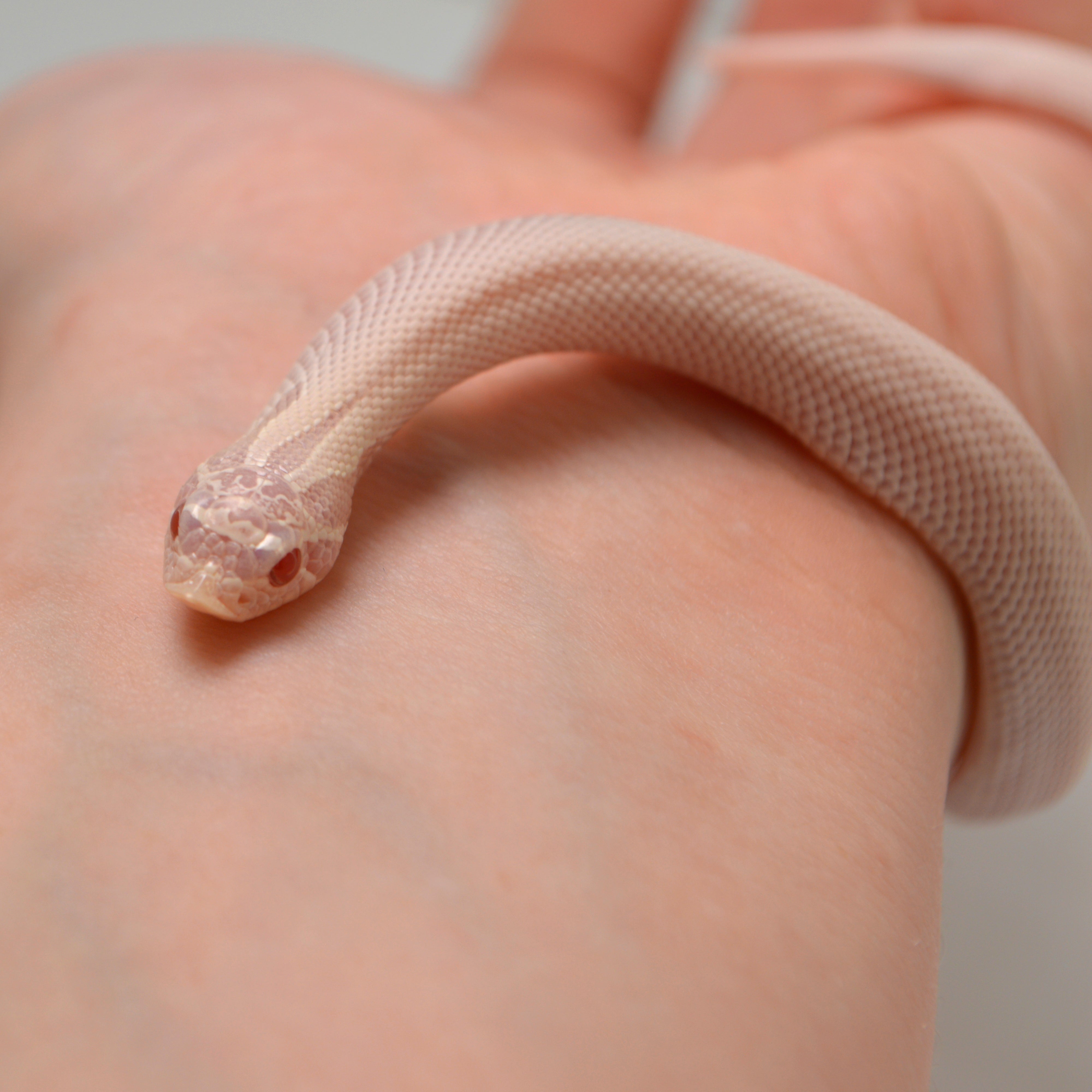 2024 Female Super Yeti Western Hognose (Heterodon nasicus)