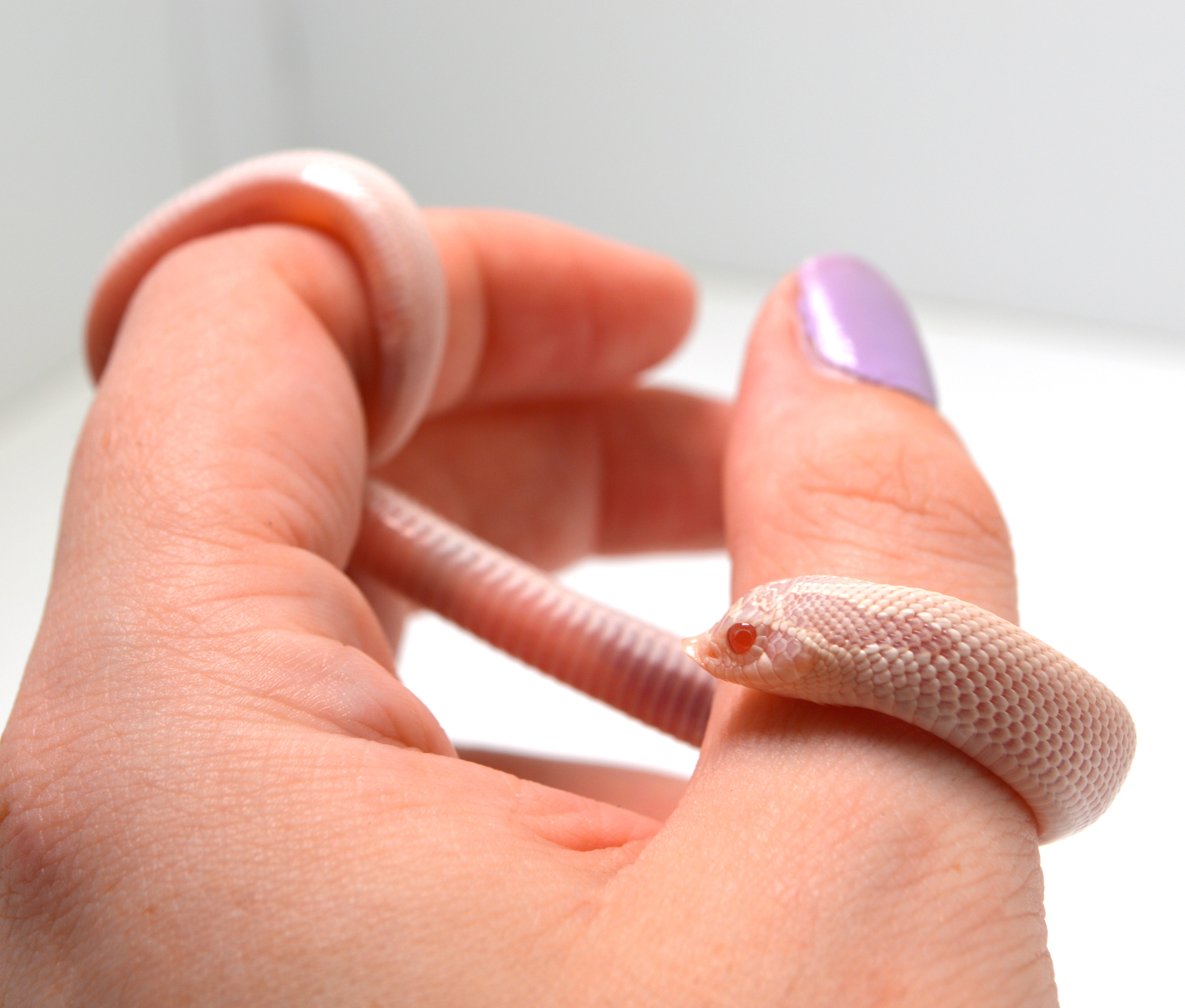 2024 Female Super Yeti Western Hognose (Heterodon nasicus)