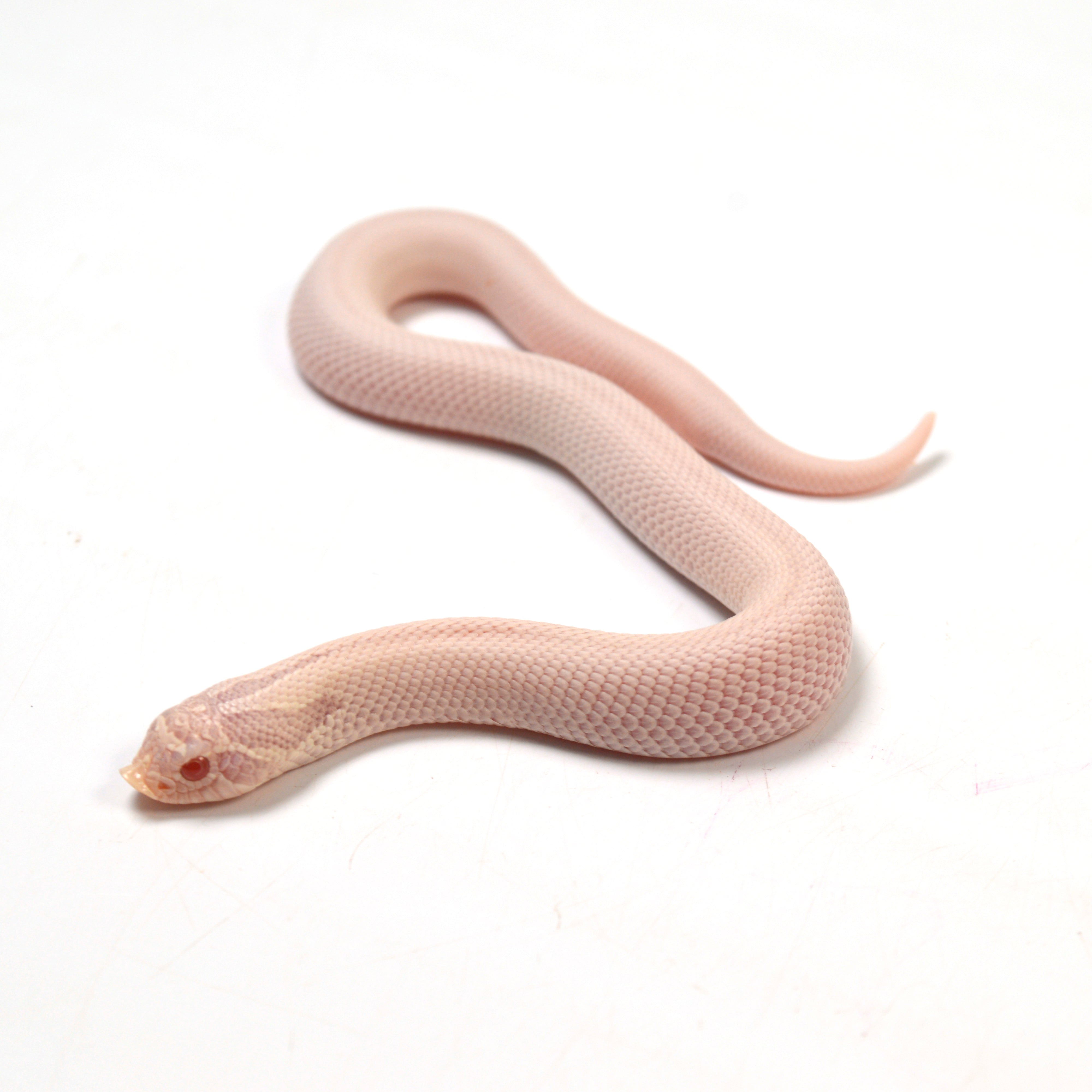 2024 Female Super Yeti Western Hognose (Heterodon nasicus)