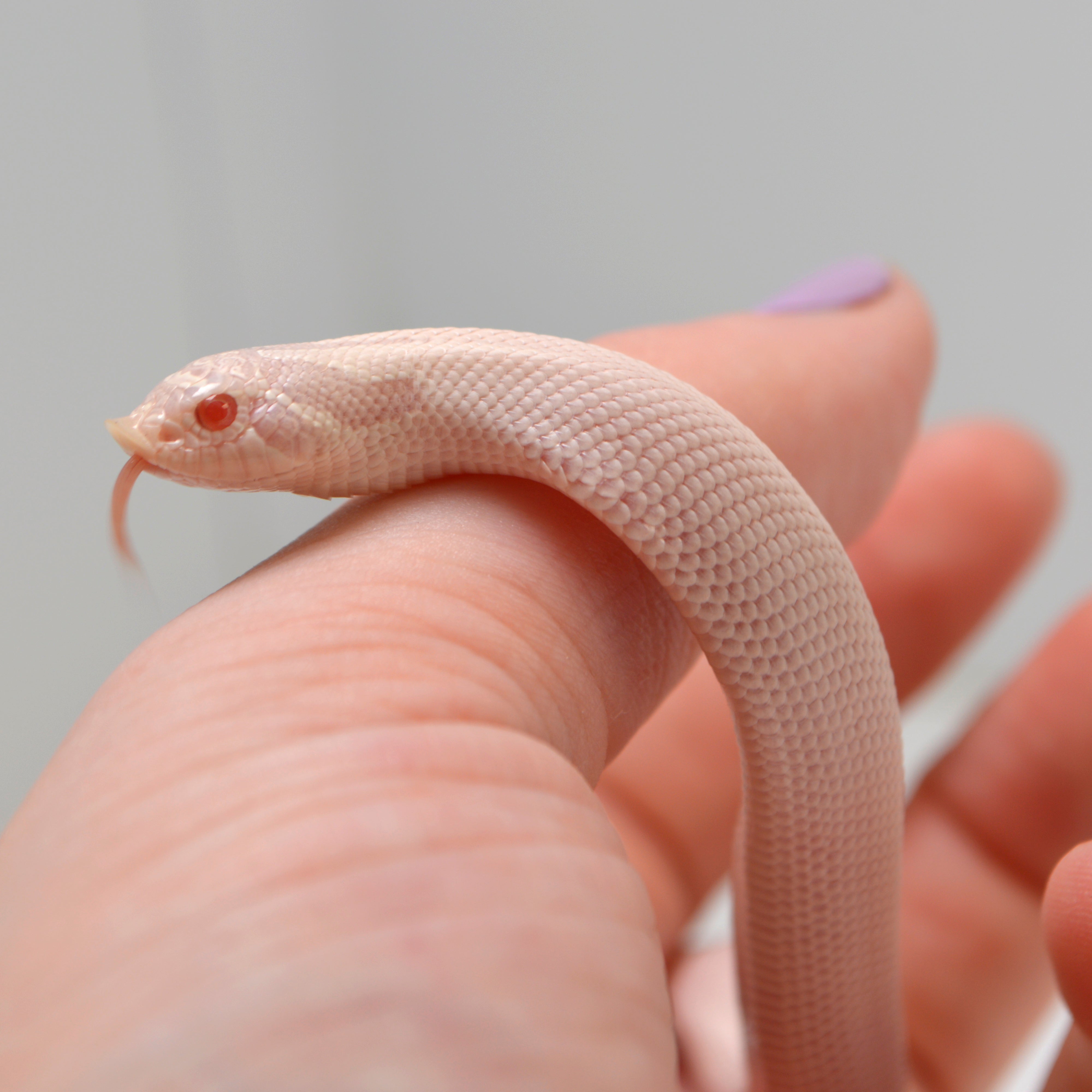 2024 Female Super Yeti Western Hognose (Heterodon nasicus)