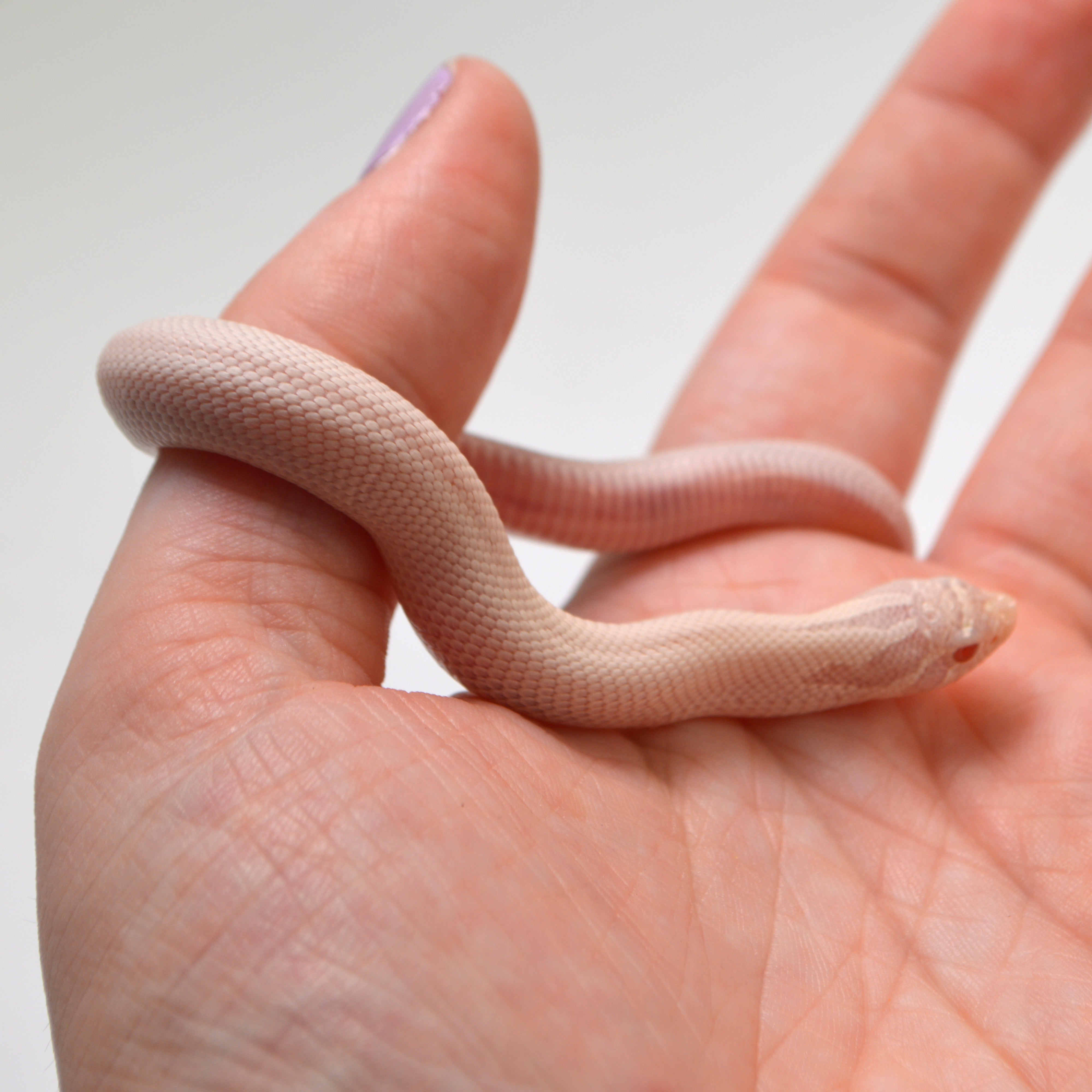 2024 Female Super Yeti Western Hognose (Heterodon nasicus)