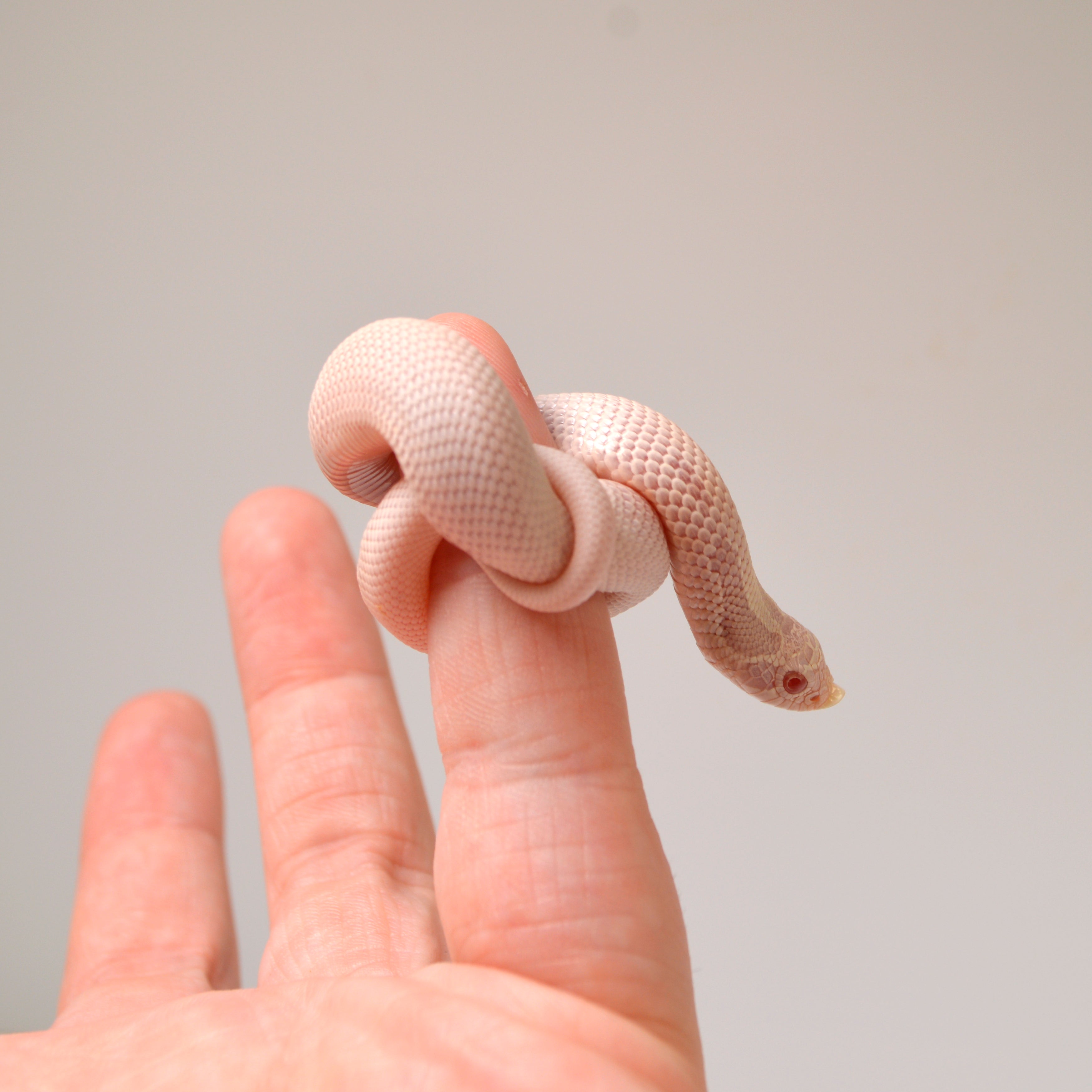 2024 Male Super Yeti Western Hognose (Heterodon nasicus)