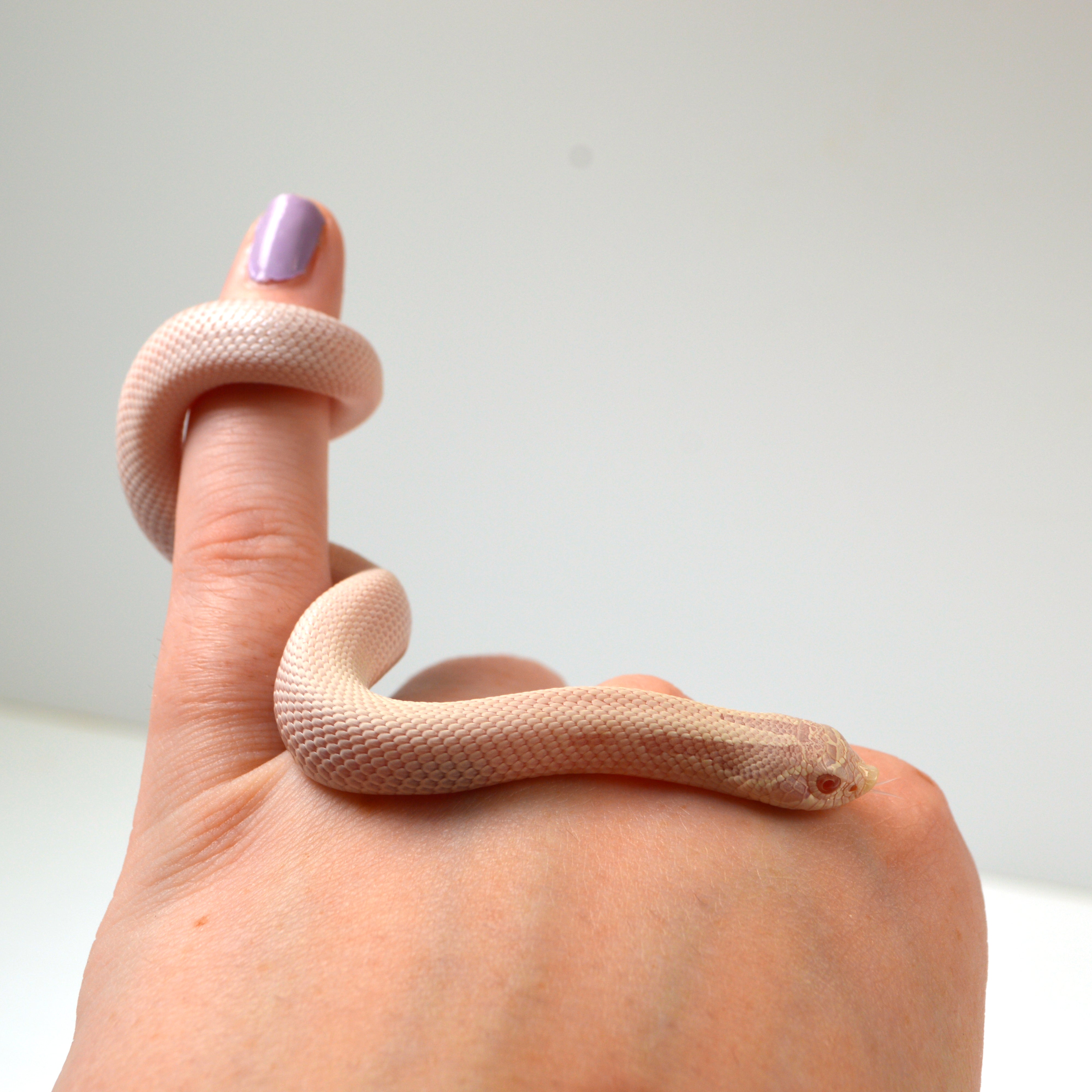 2024 Male Super Yeti Western Hognose (Heterodon nasicus)