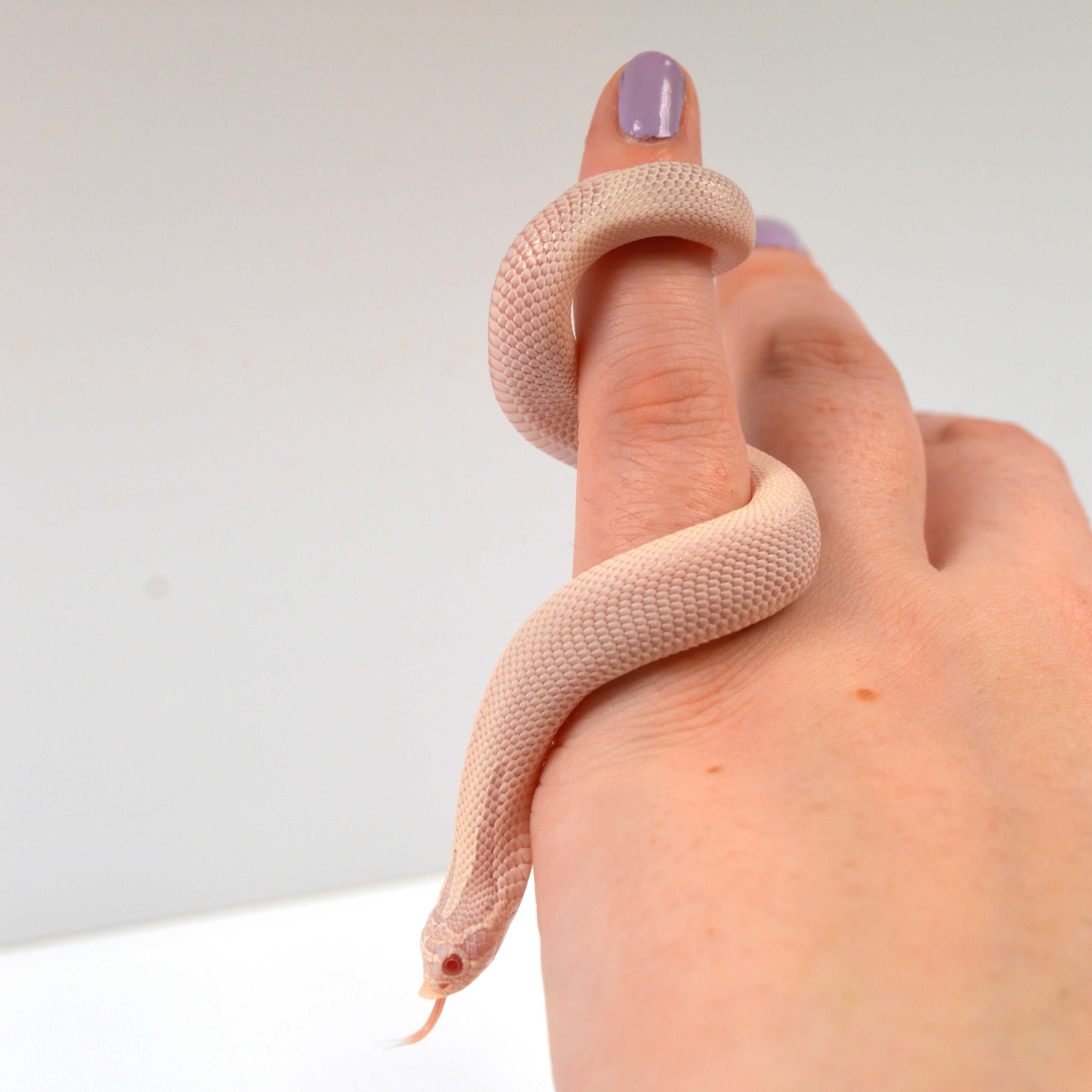 2024 Male Super Yeti Western Hognose (Heterodon nasicus)