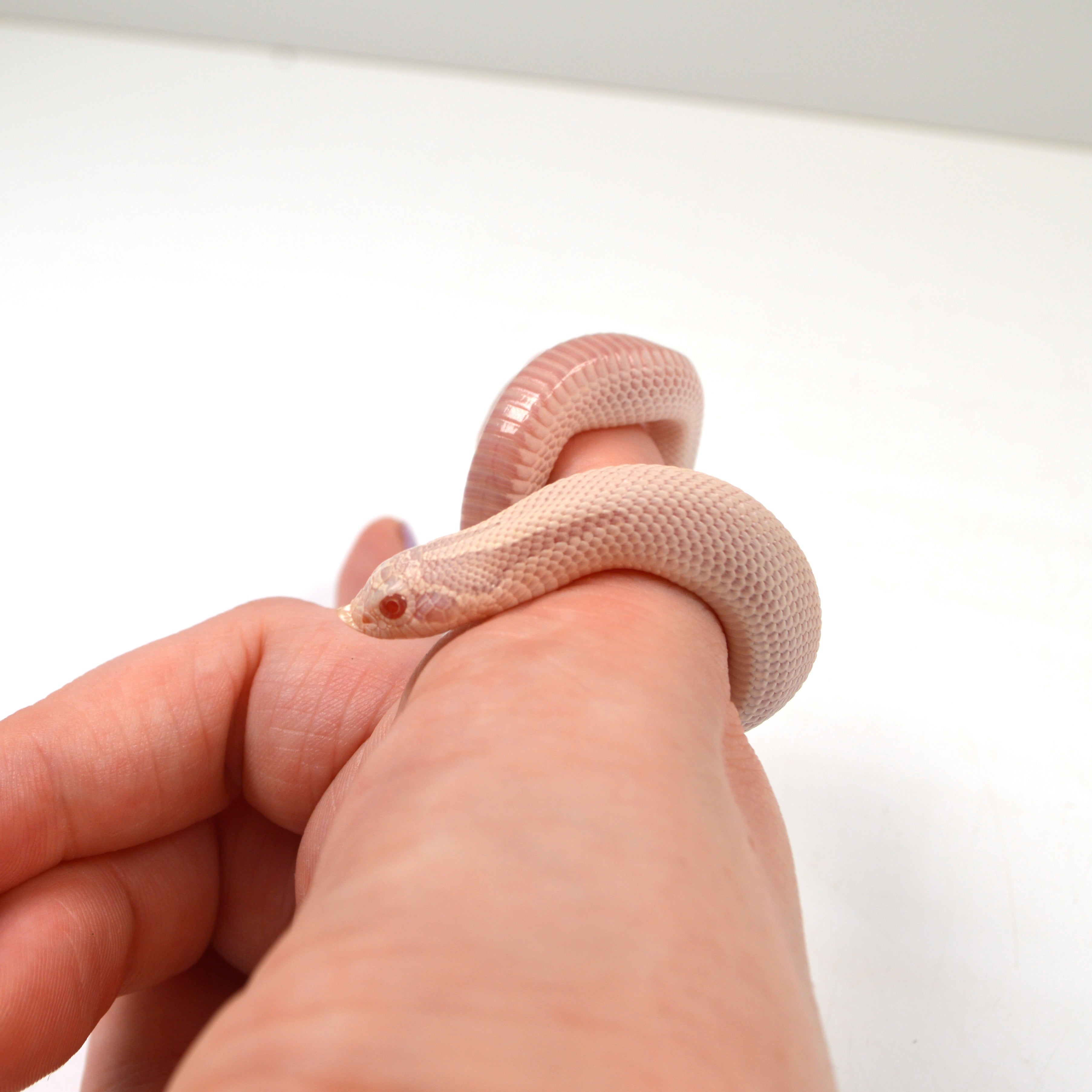 2024 Male Super Yeti Western Hognose (Heterodon nasicus)
