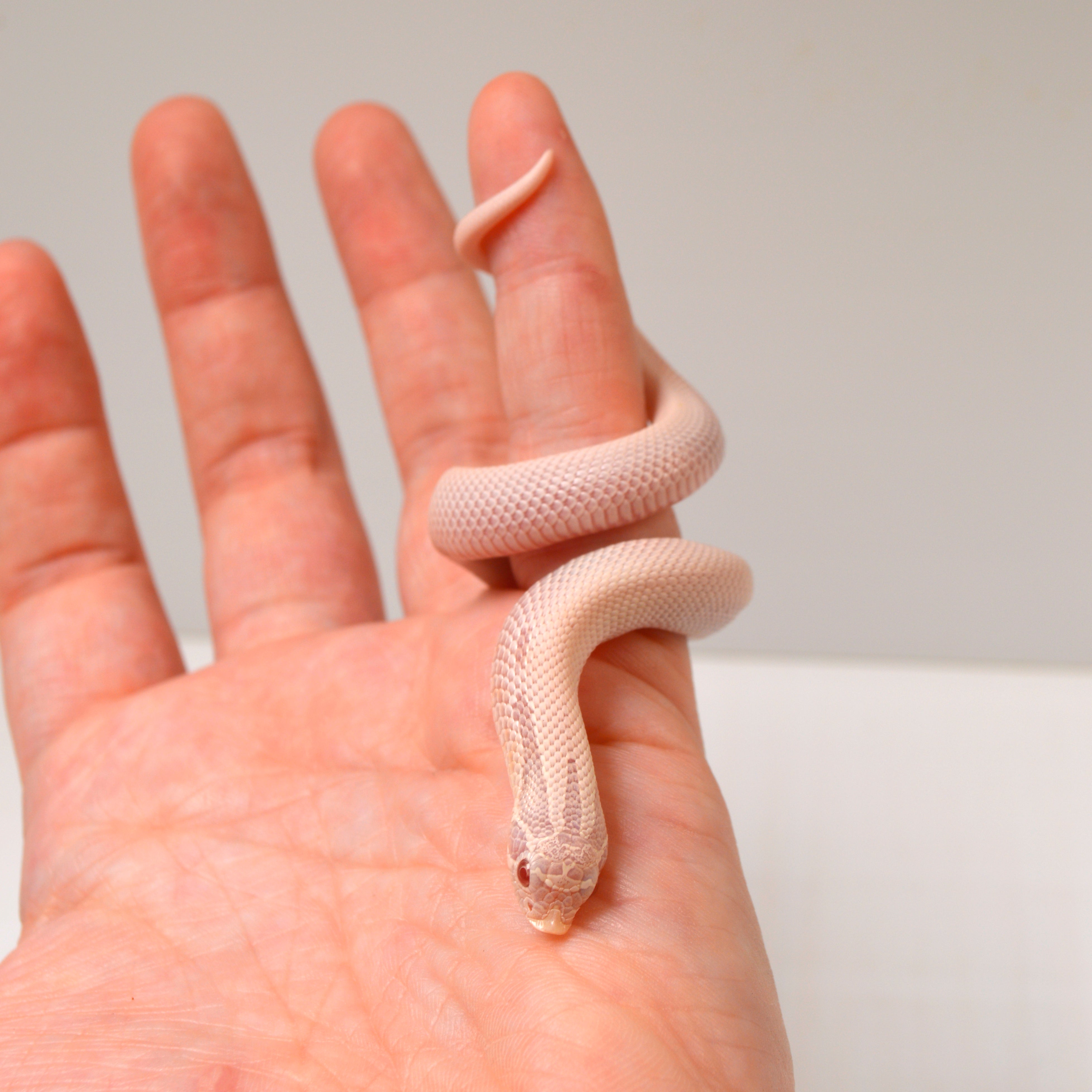 2024 Male Super Yeti Western Hognose (Heterodon nasicus)