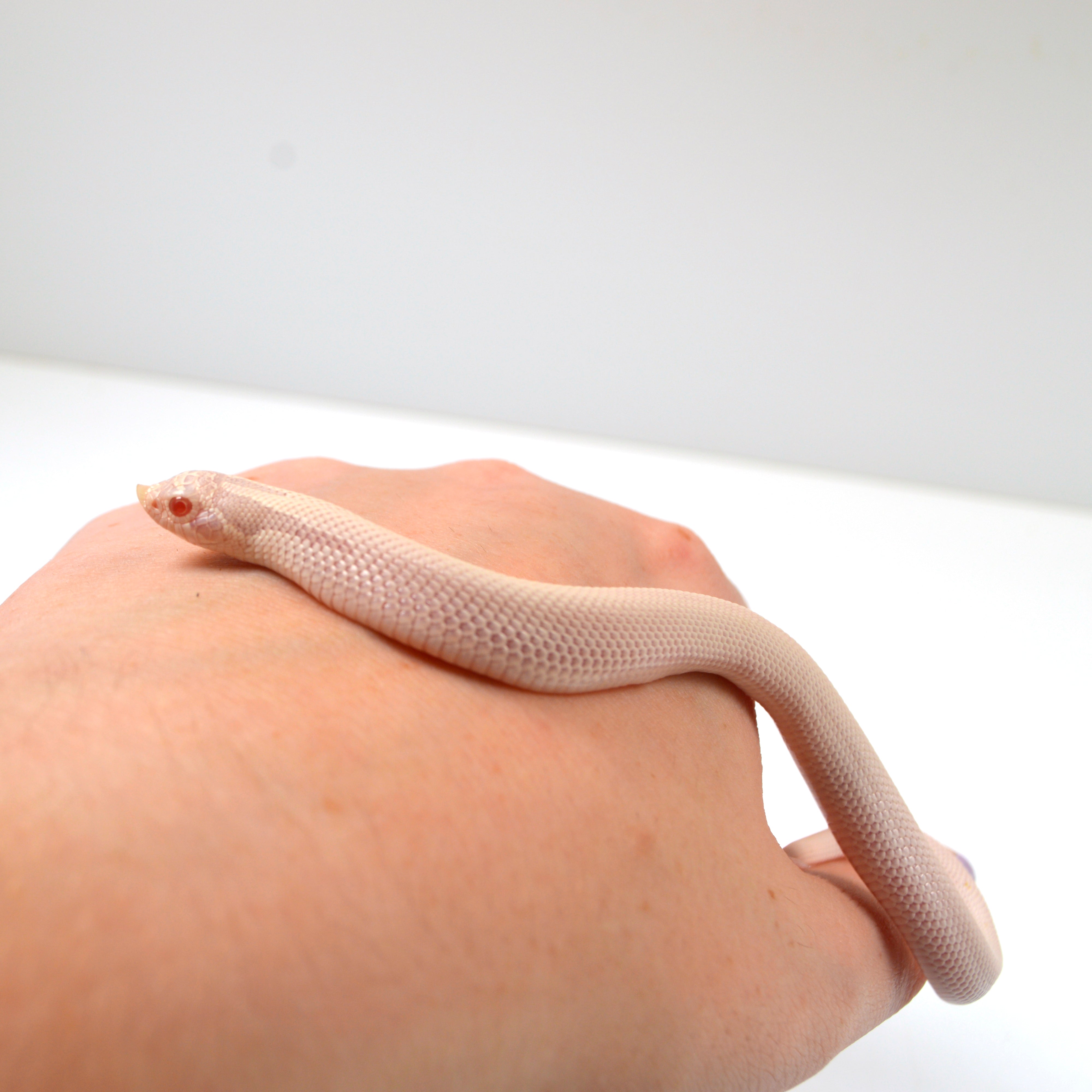 2024 Male Super Yeti Western Hognose (Heterodon nasicus)