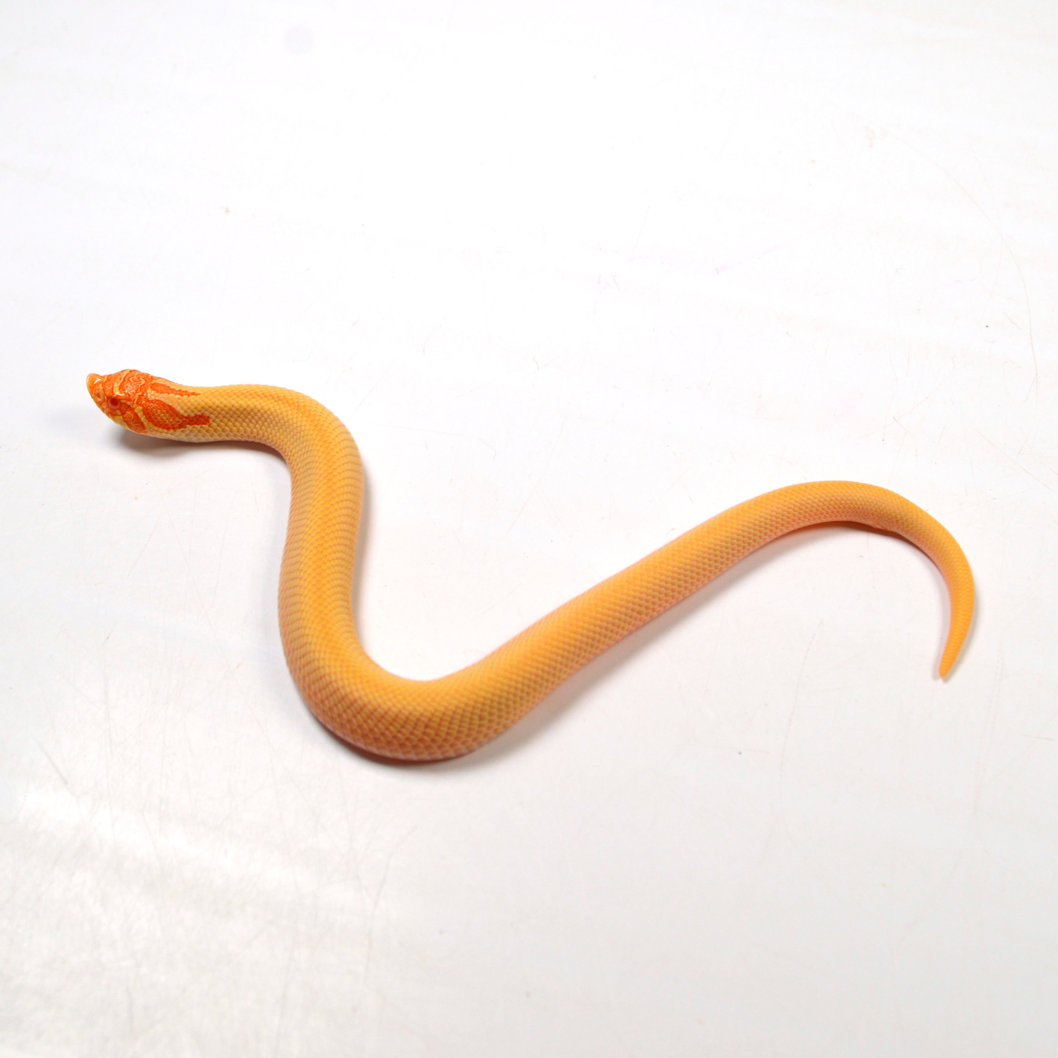 2024 Male Albino Super Conda Western Hognose (Heterodon nasicus)