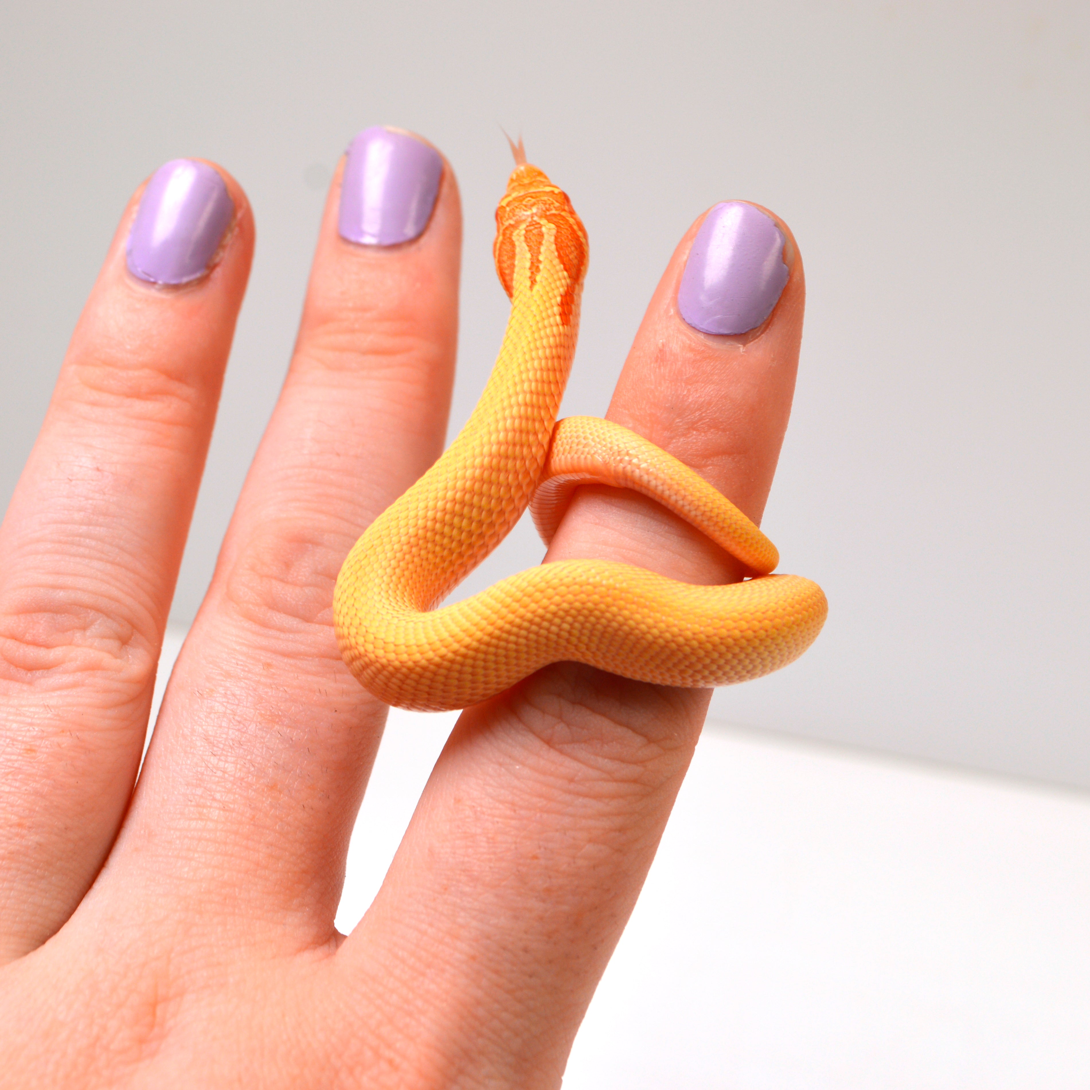 2024 Male Albino Super Conda Western Hognose (Heterodon nasicus)