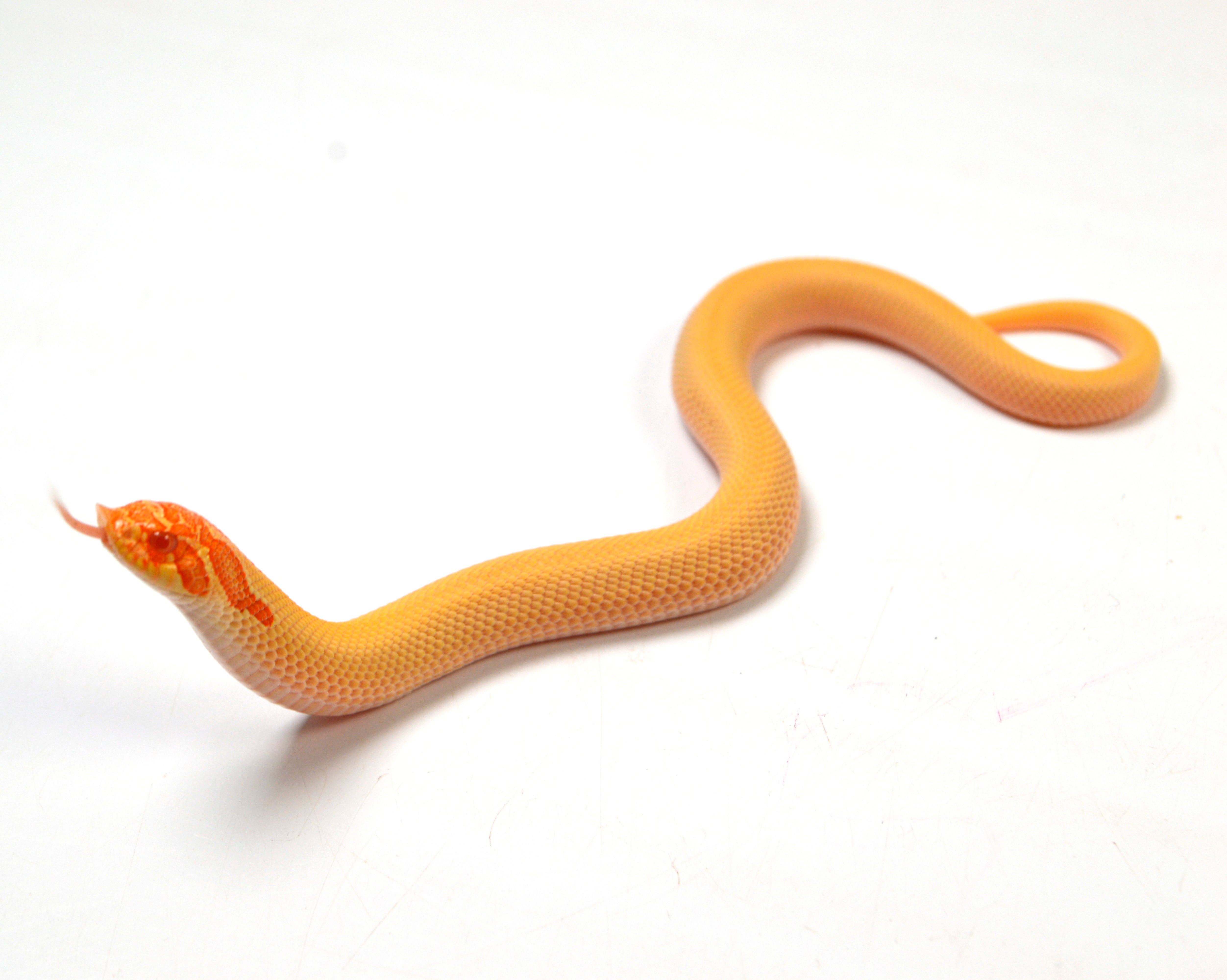 2024 Male Albino Super Conda Western Hognose (Heterodon nasicus)