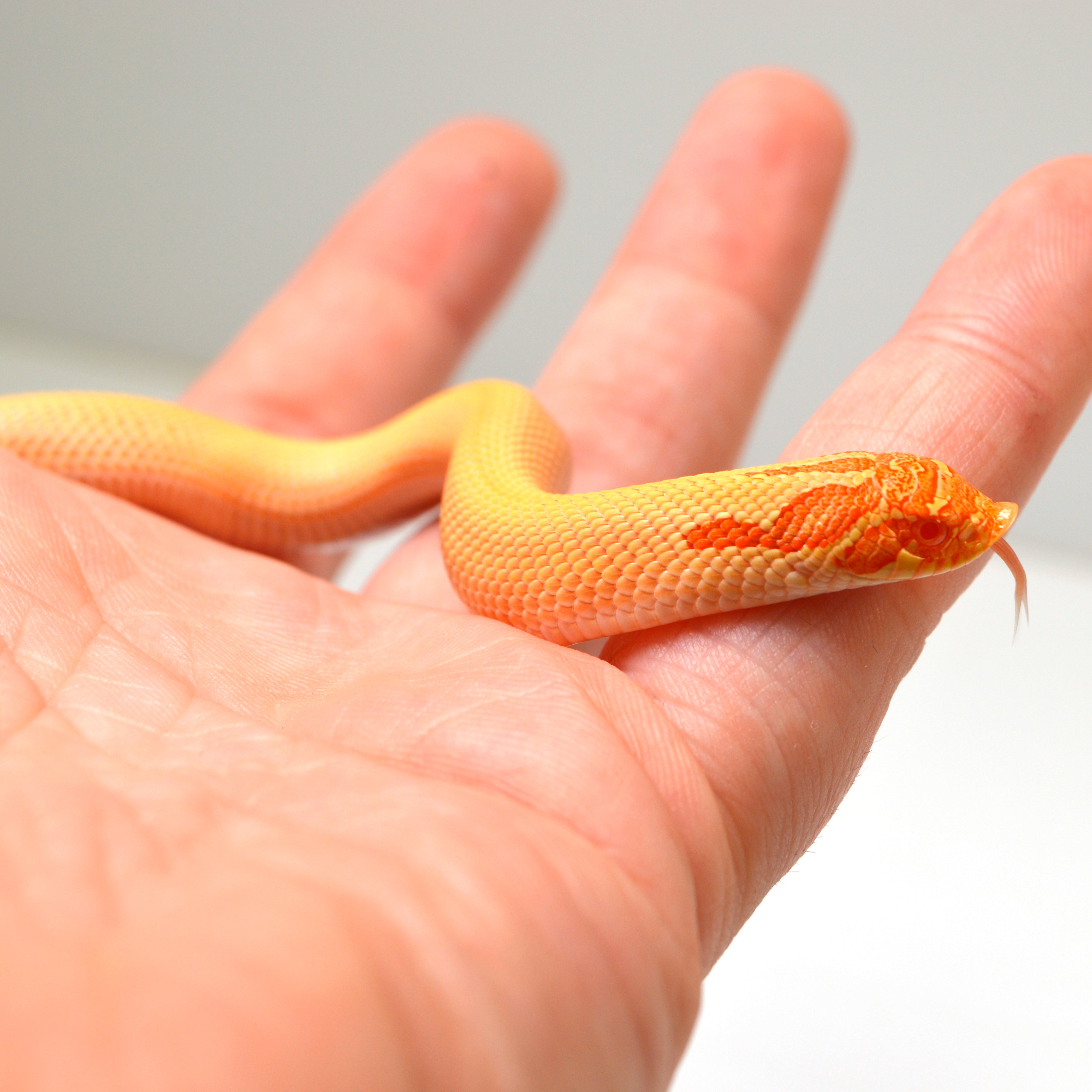 2024 Male Albino Super Conda Western Hognose (Heterodon nasicus)