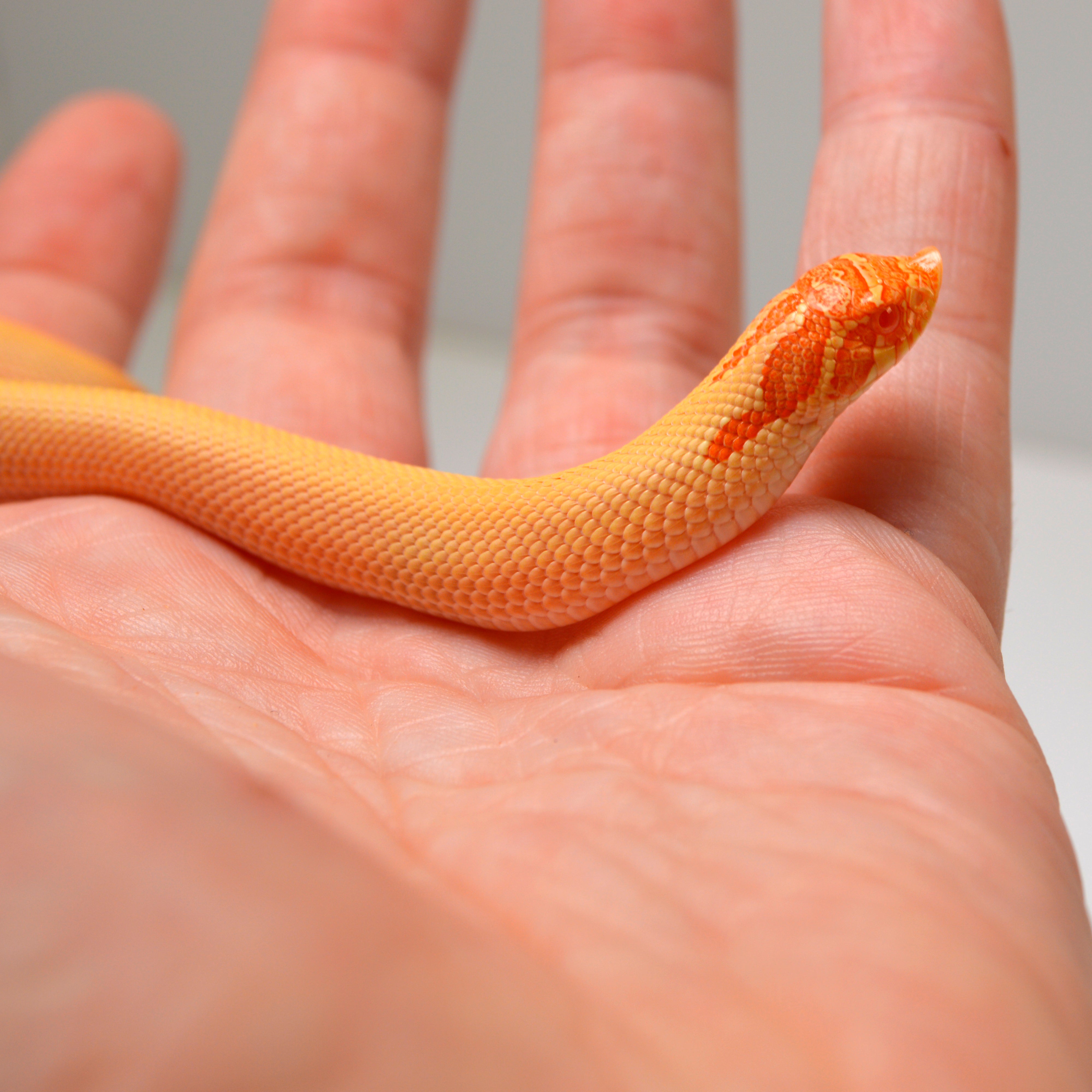 2024 Male Albino Super Conda Western Hognose (Heterodon nasicus)