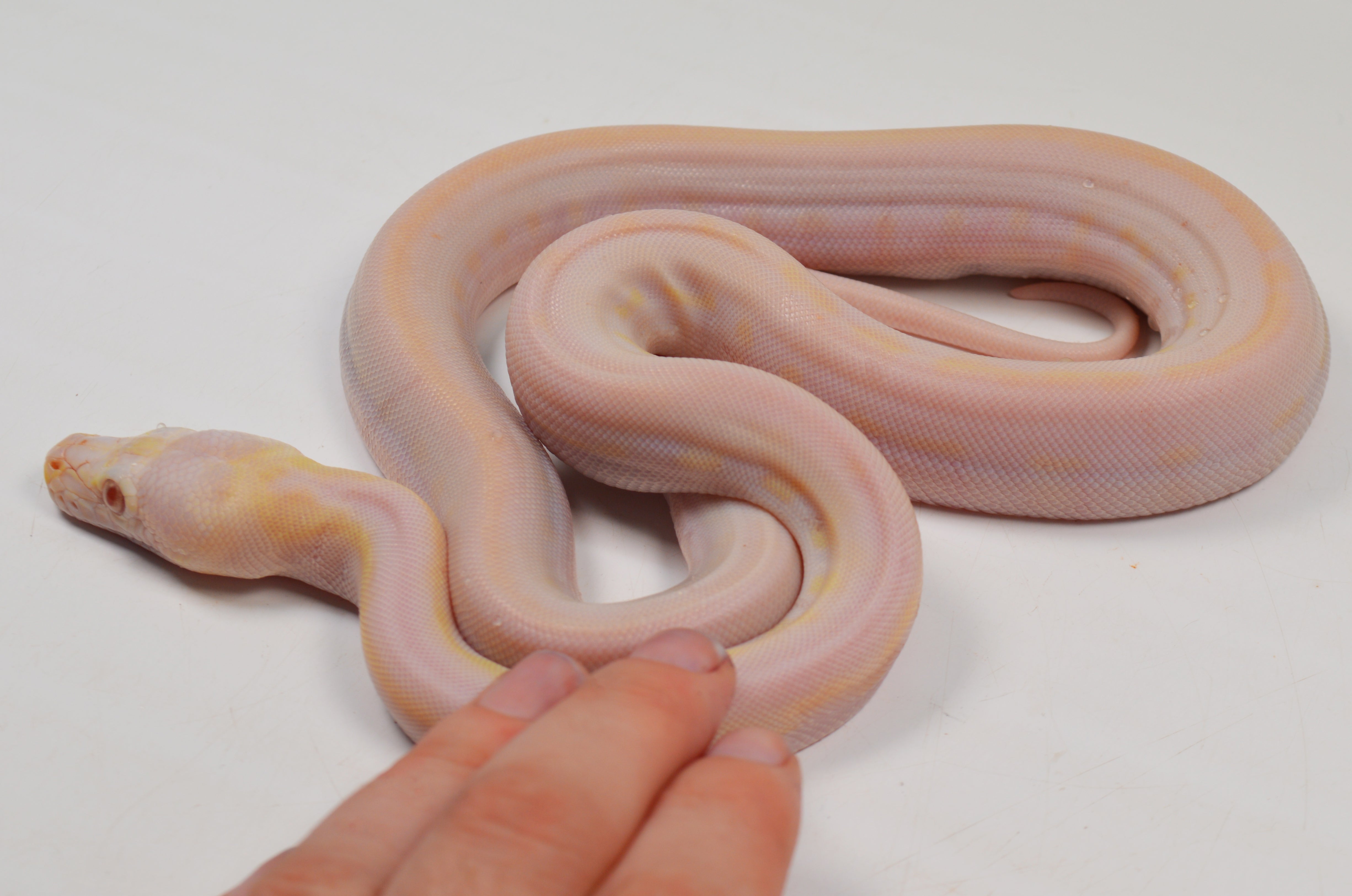 "Angus" 2024 CBB Male Purple Albino Motley Cow Possible Marble Reticulated Python