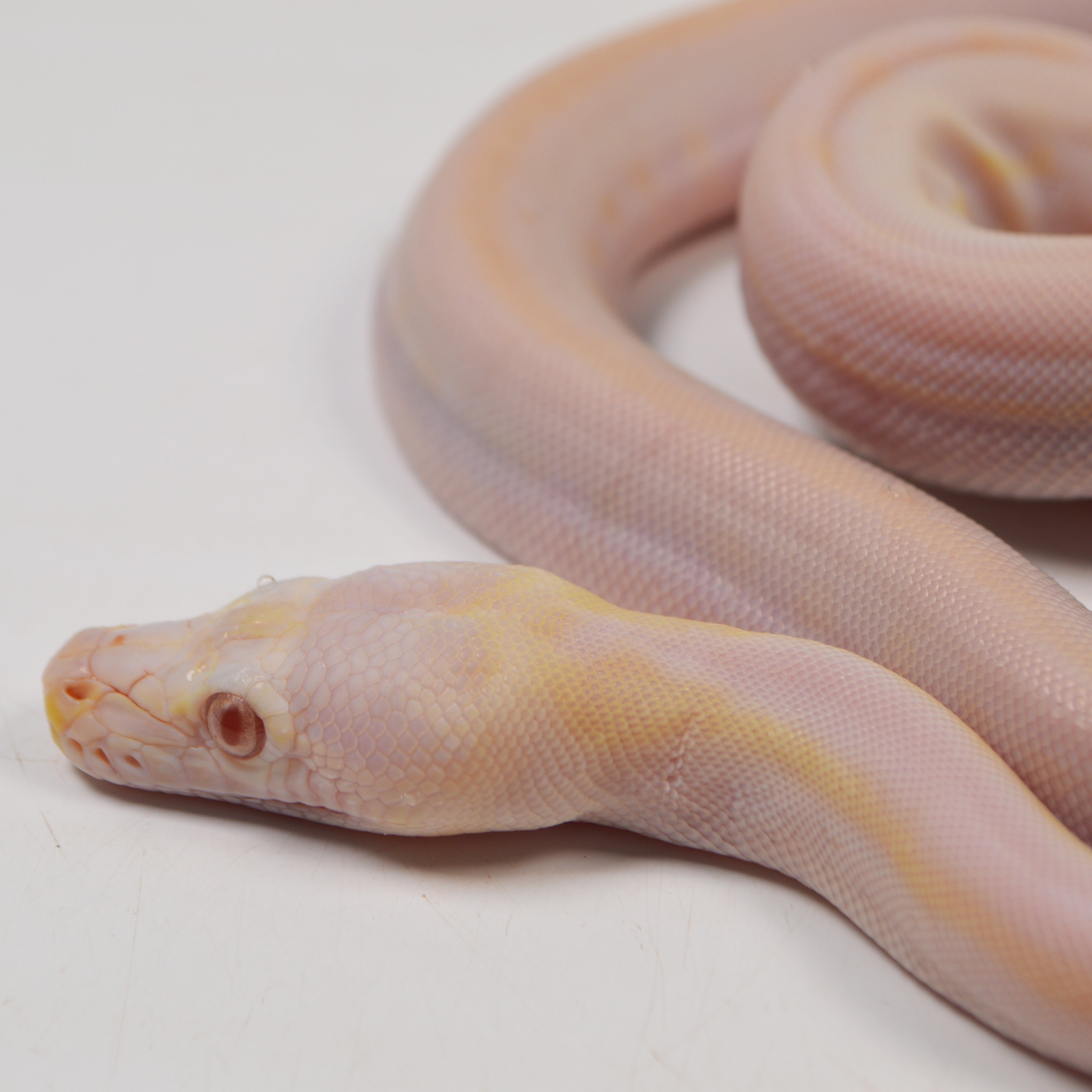 "Angus" 2024 CBB Male Purple Albino Motley Cow Possible Marble Reticulated Python