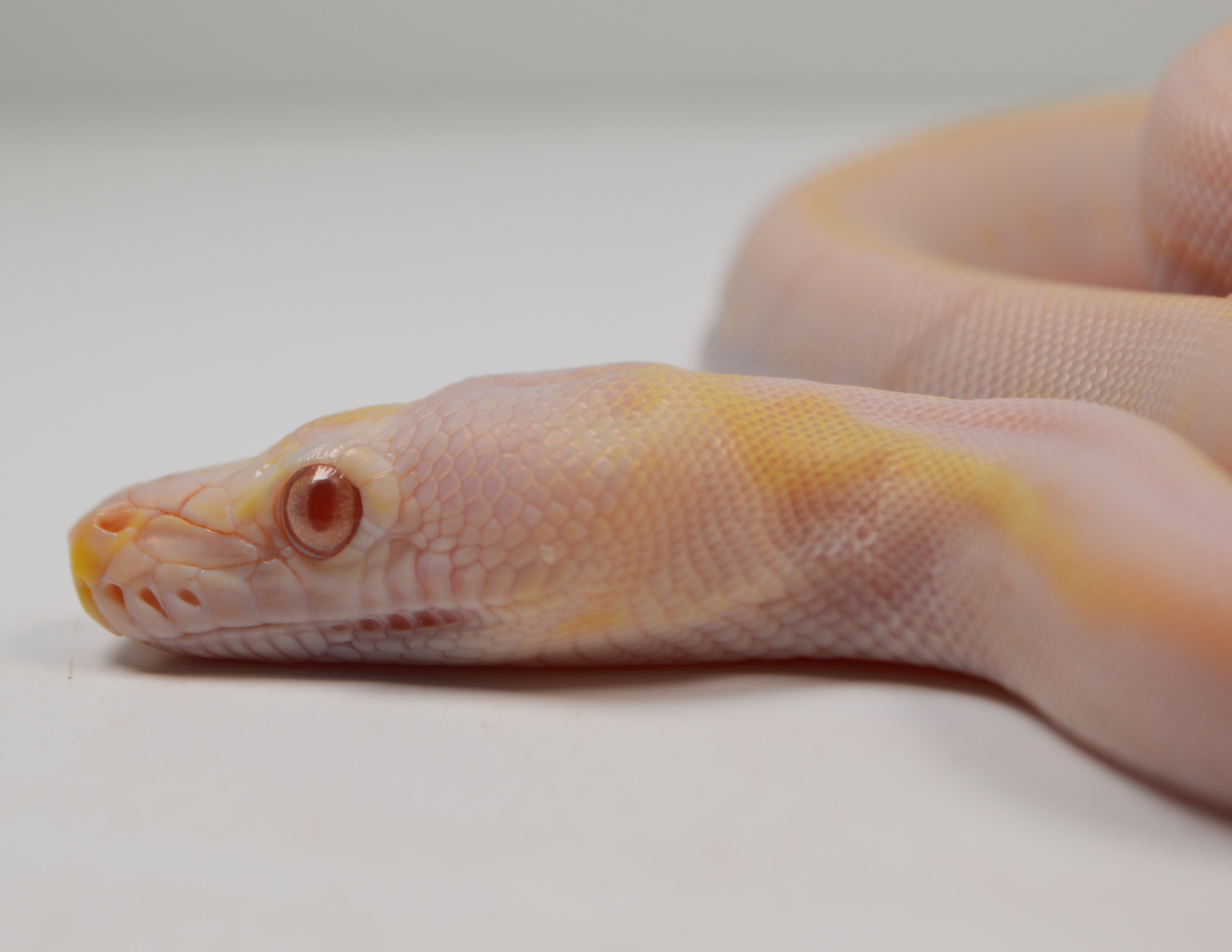 "Angus" 2024 CBB Male Purple Albino Motley Cow Possible Marble Reticulated Python