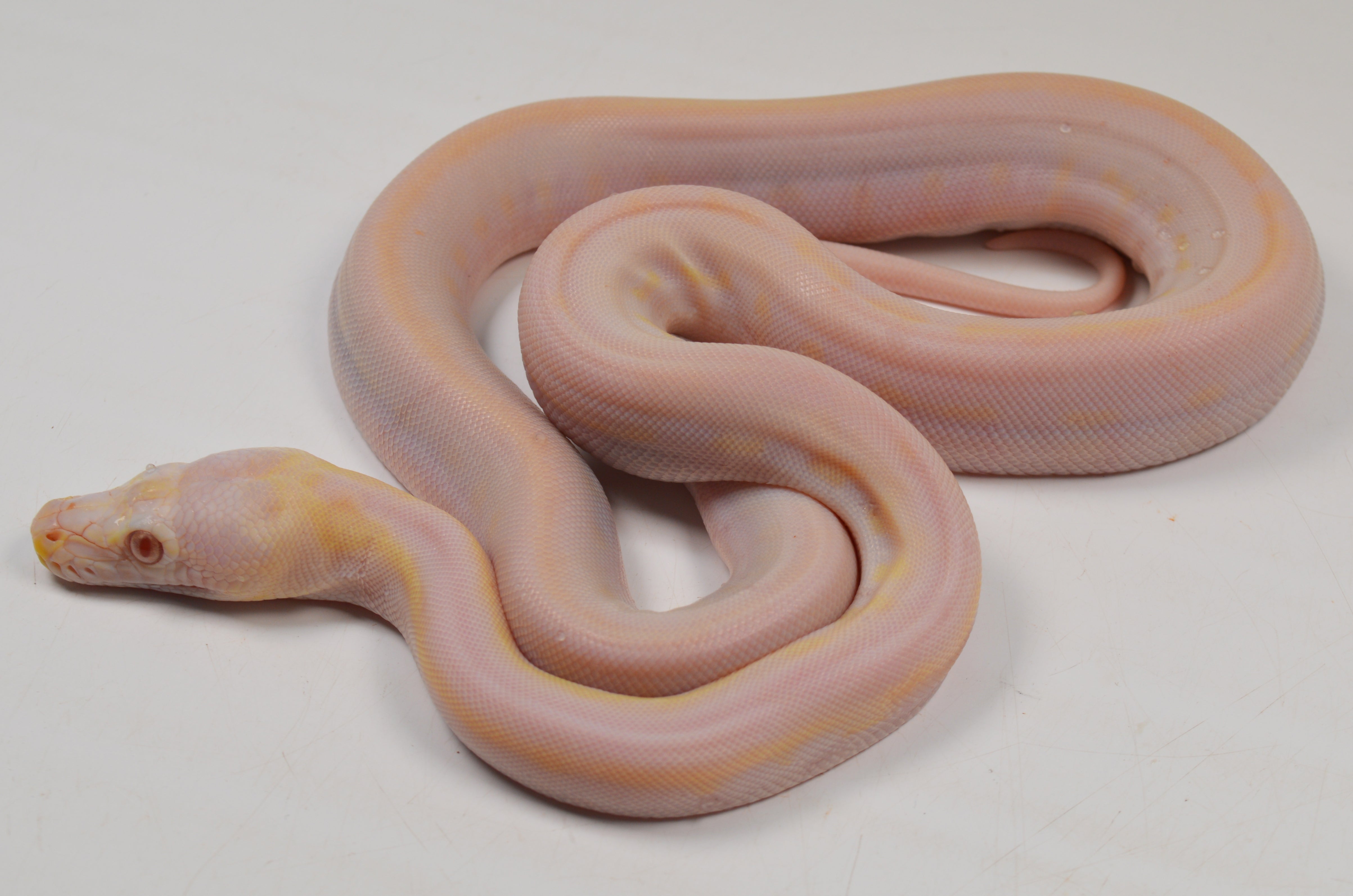 "Angus" 2024 CBB Male Purple Albino Motley Cow Possible Marble Reticulated Python