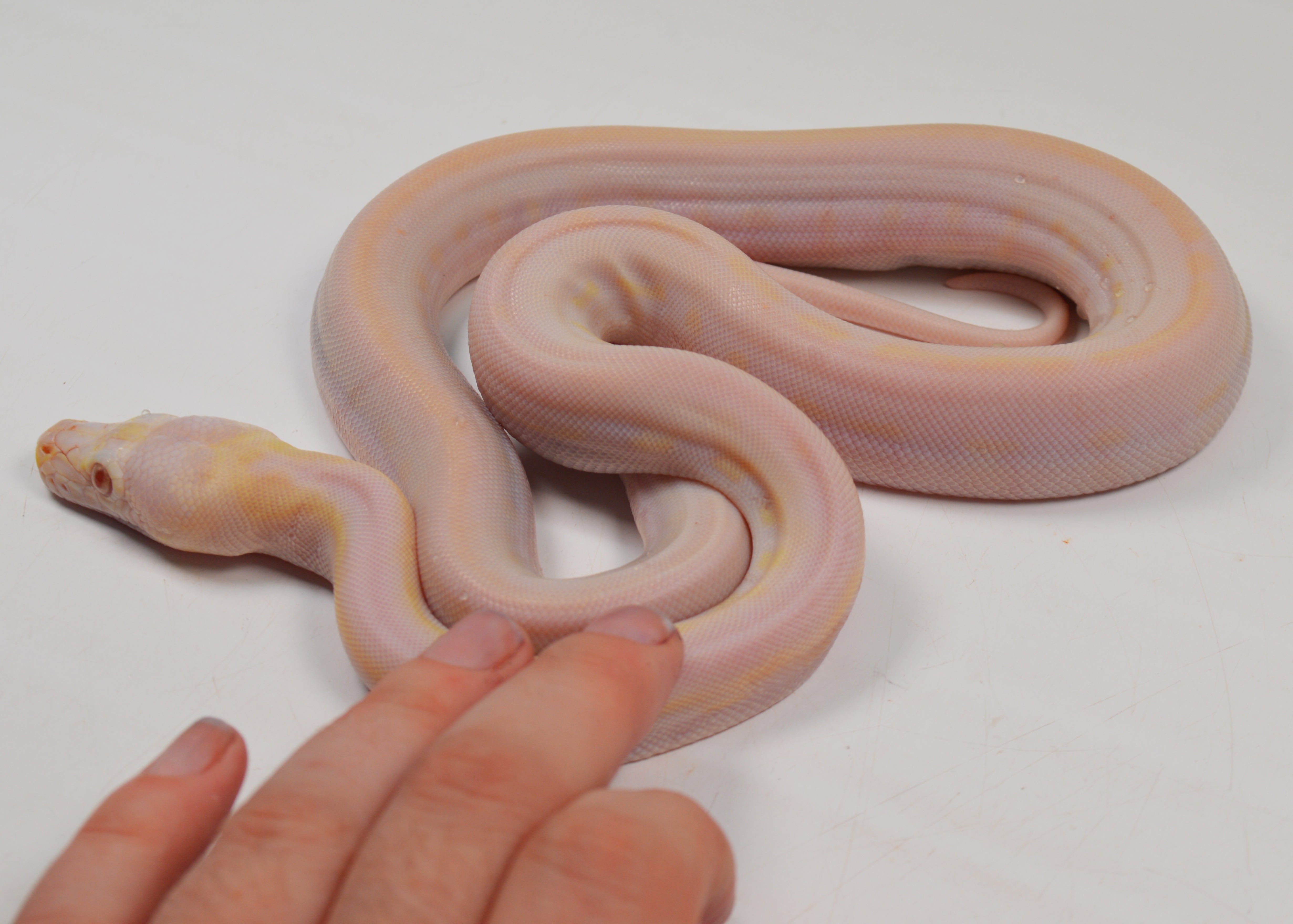 "Angus" 2024 CBB Male Purple Albino Motley Cow Possible Marble Reticulated Python