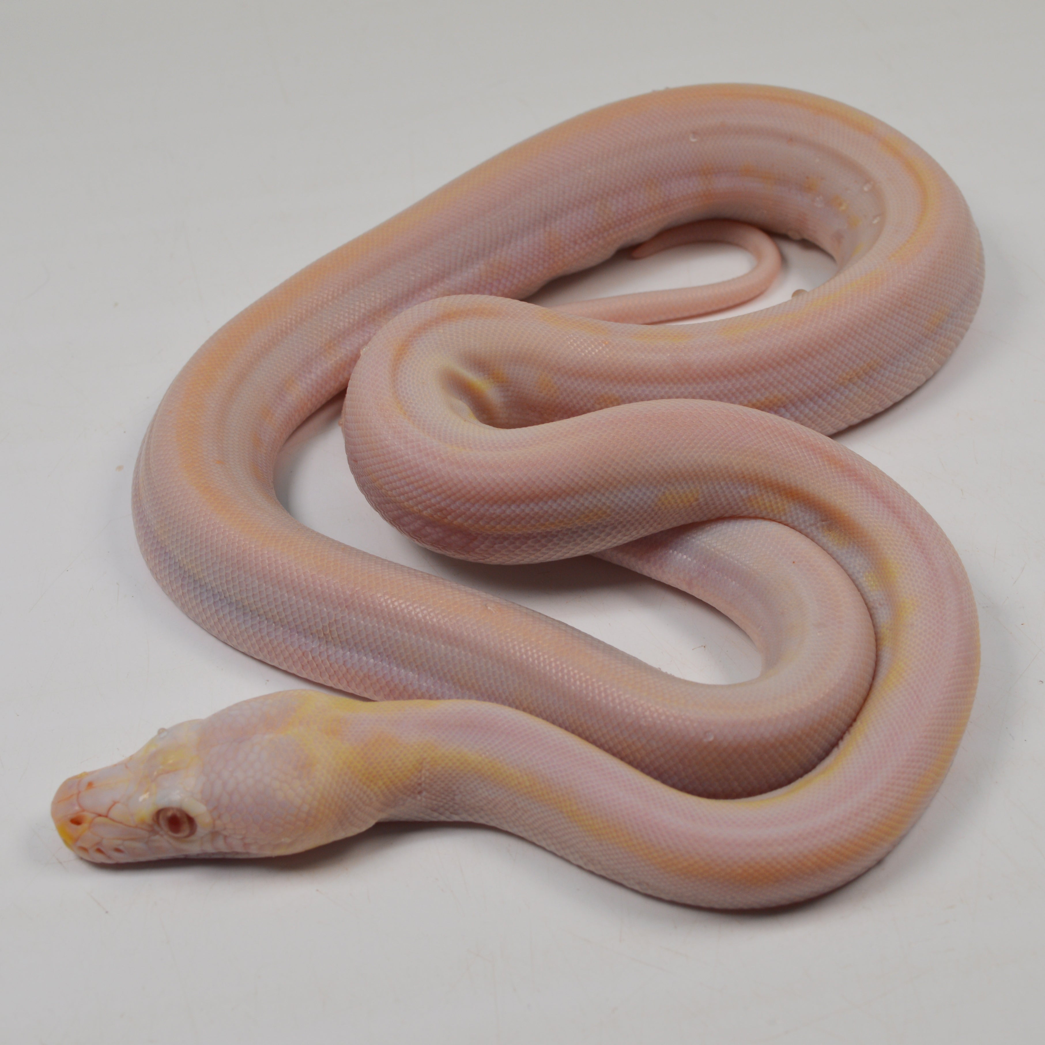 "Angus" 2024 CBB Male Purple Albino Motley Cow Possible Marble Reticulated Python